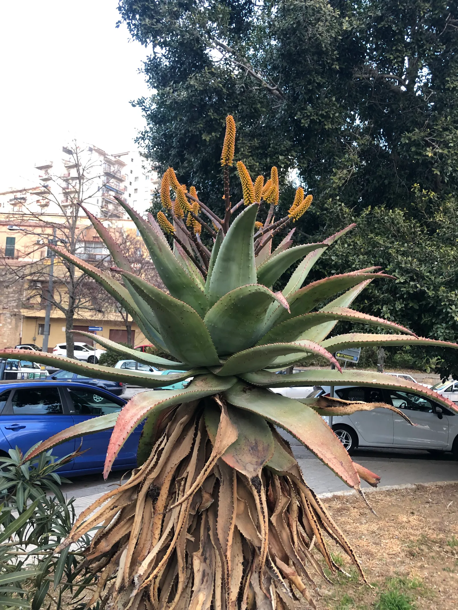 Bitter Aloe, Red Aloe (Aloe Ferox) — Each flower spike can grow up to 4 feet tall; belongs to the Aloe genus, image 62