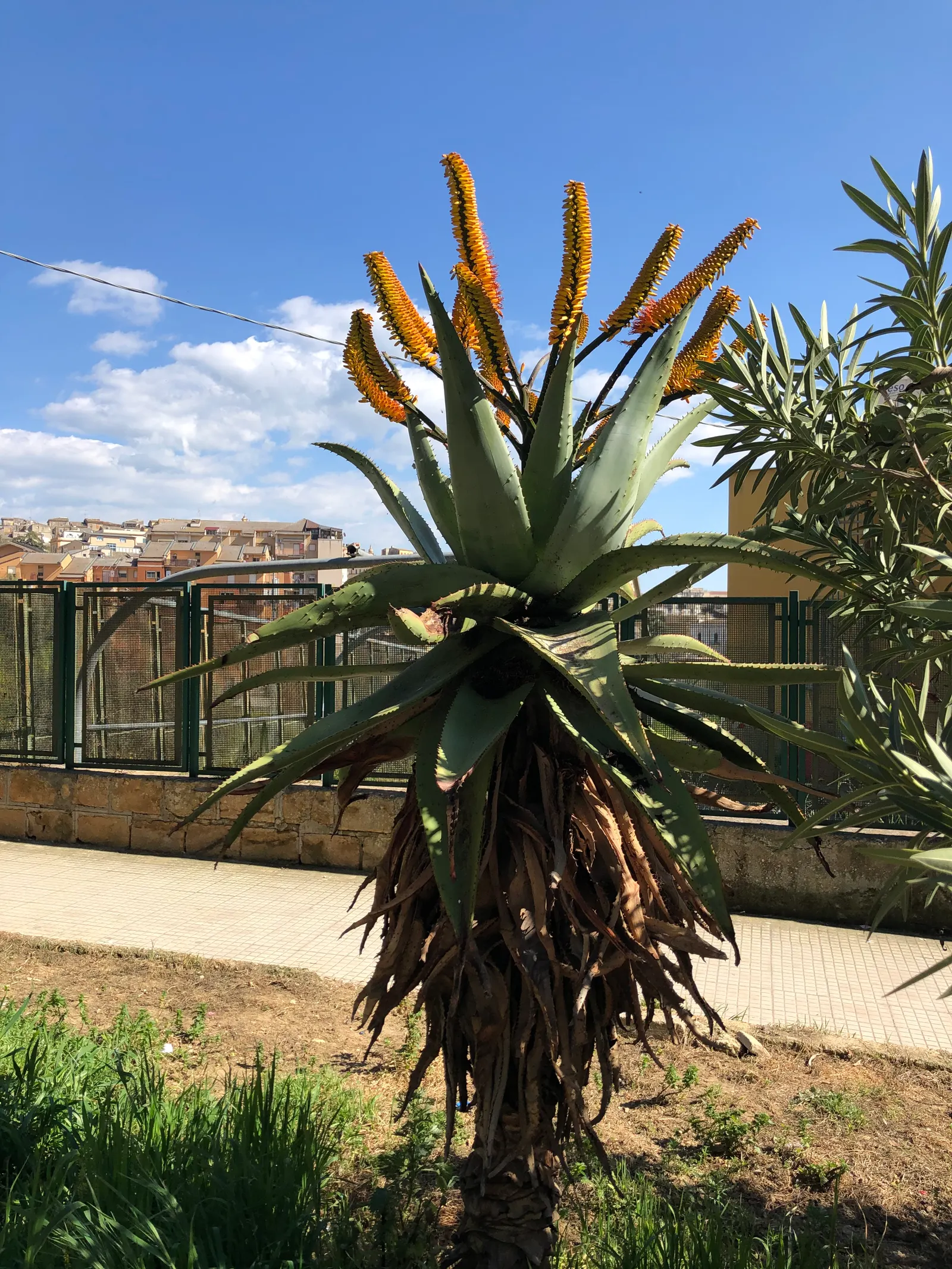 Bitter Aloe, Red Aloe (Aloe Ferox) — succulent with orange and red blooms; although it can tolerate partial shade