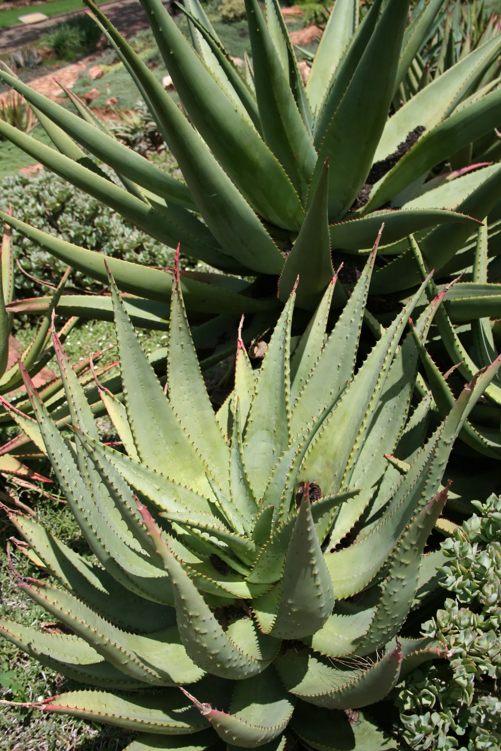 Bitter Aloe, Red Aloe (Aloe Ferox) — reaching heights of up to 10 feet with a spread of approximately 6 feet at maturity; the leaves of Aloe ferox, image 84