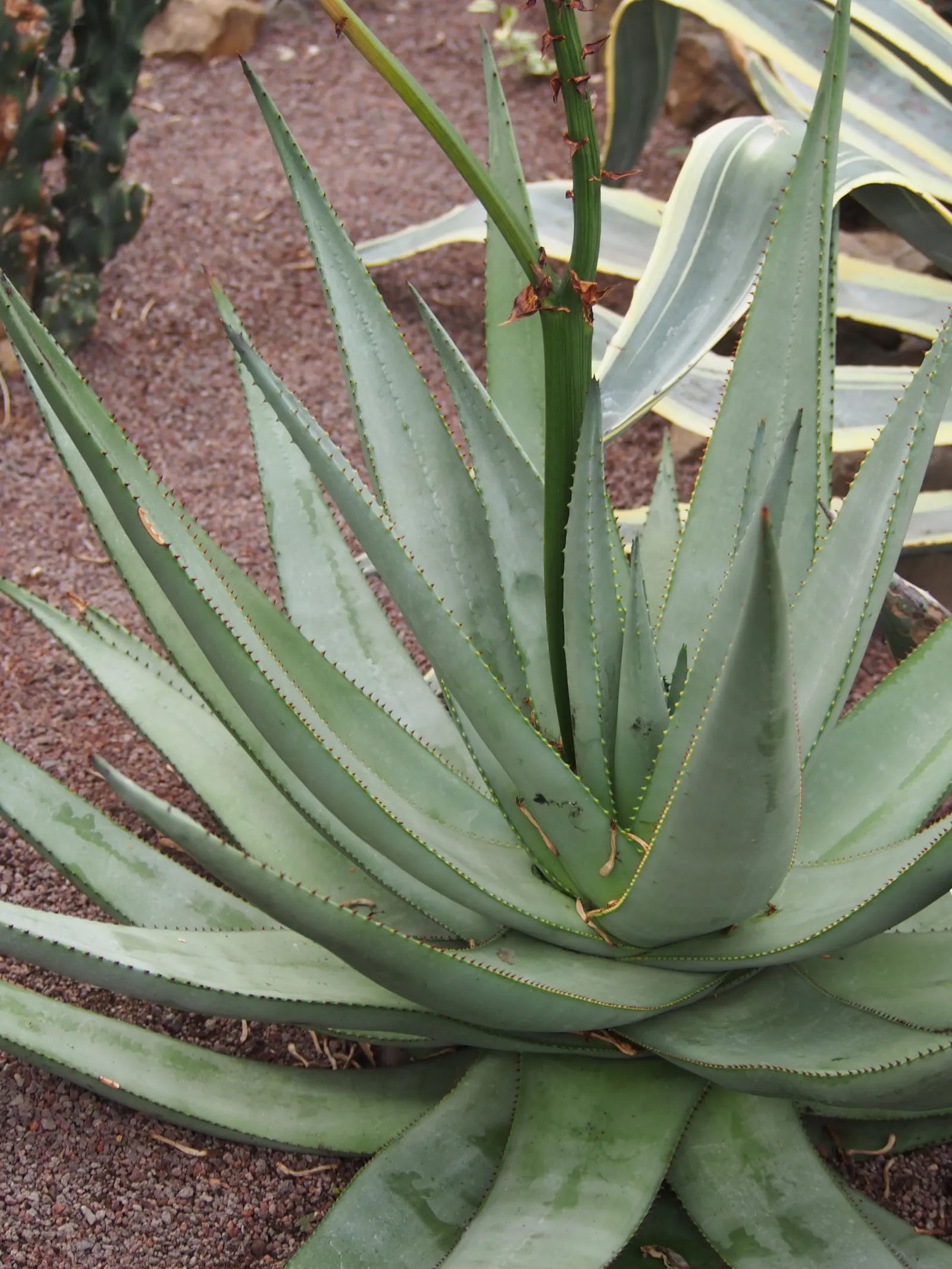 Bitter Aloe, Red Aloe (Aloe Ferox) — candelabra-like bloom spike reaching over 3 feet tall; they feature reddish-brown spines along the margins and, image 52