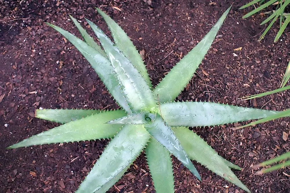 Bitter Aloe, Red Aloe (Aloe Ferox) — Additionally, its architectural form can be employed as a focal point or used for dramatic group plantings