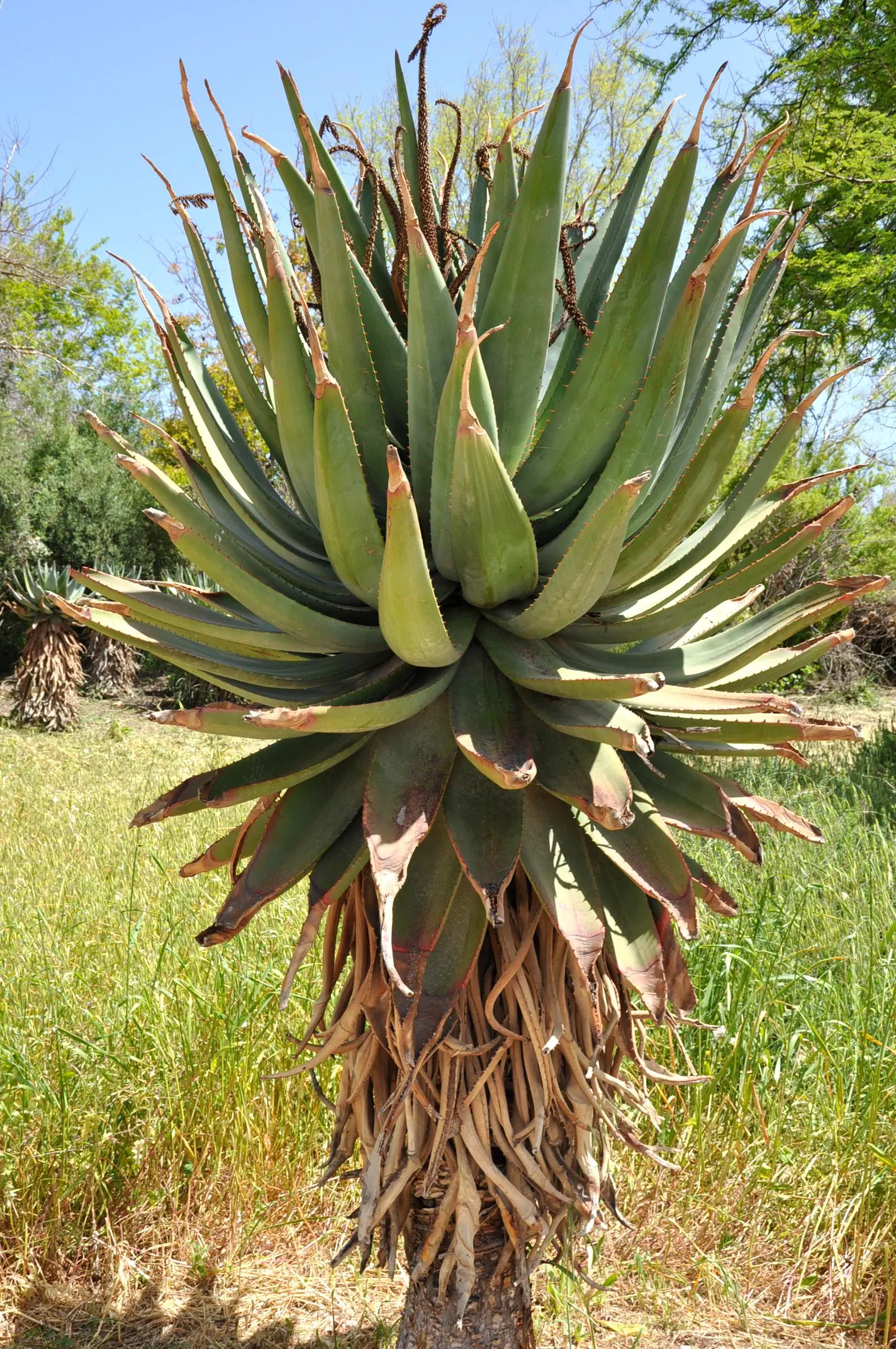 Bitter Aloe, Red Aloe (Aloe Ferox) — It's particularly suited for xeriscaping and rock gardens, thanks to its drought-resistant nature; reaching heights of up