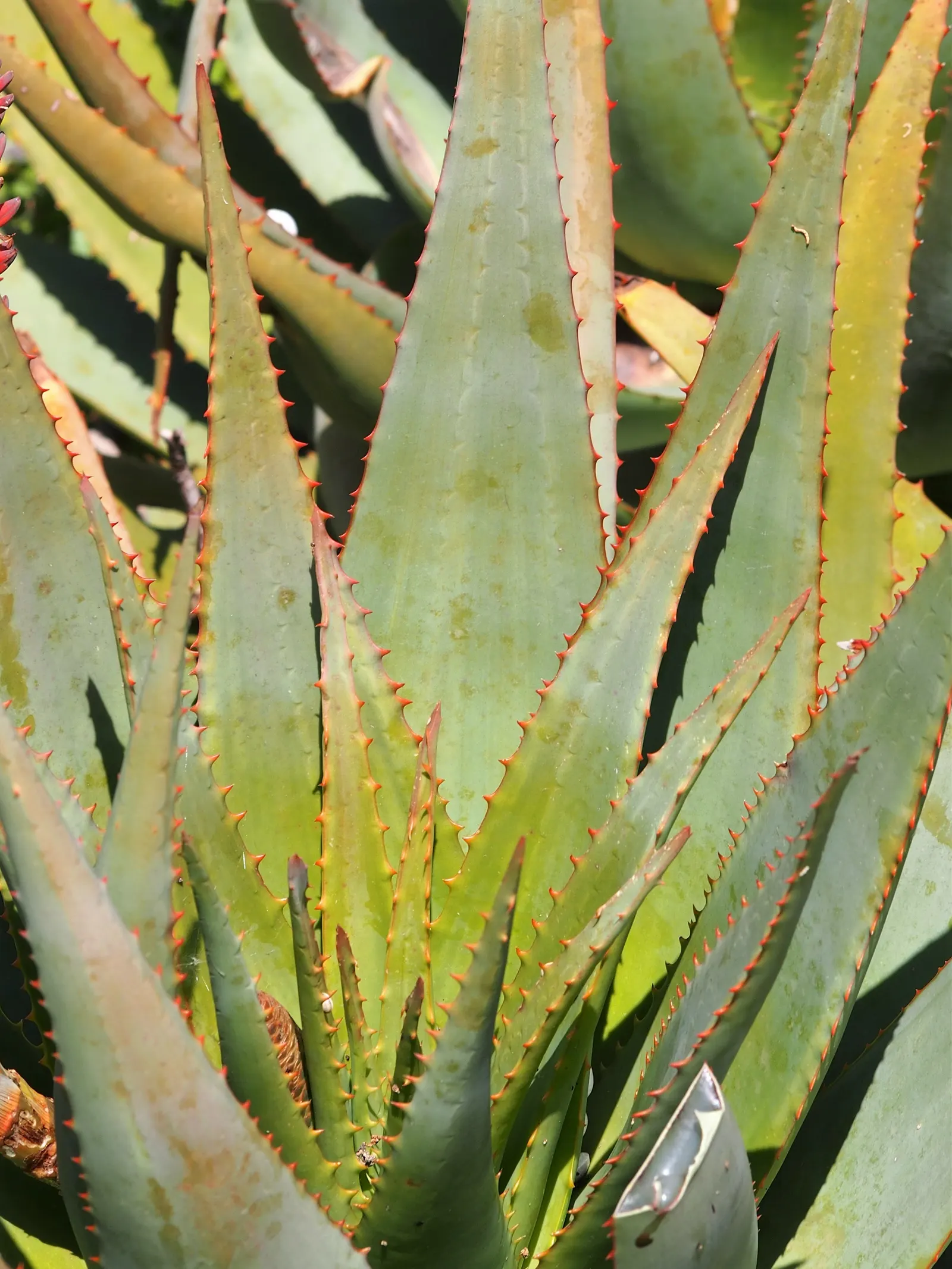 Bitter Aloe, Red Aloe (Aloe Ferox) — Ideal for adding architectural interest and color to xeriscapes and arid garden designs
