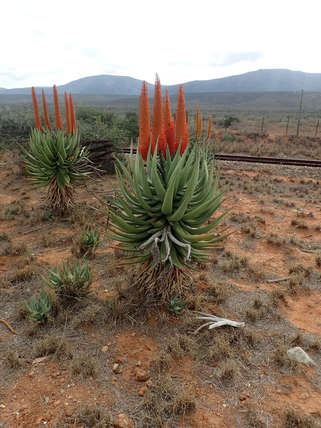 Bitter Aloe, Red Aloe (Aloe Ferox) — Adaptable to various soil types, this drought-tolerant plant prefers full sun, requiring minimal water, image 78