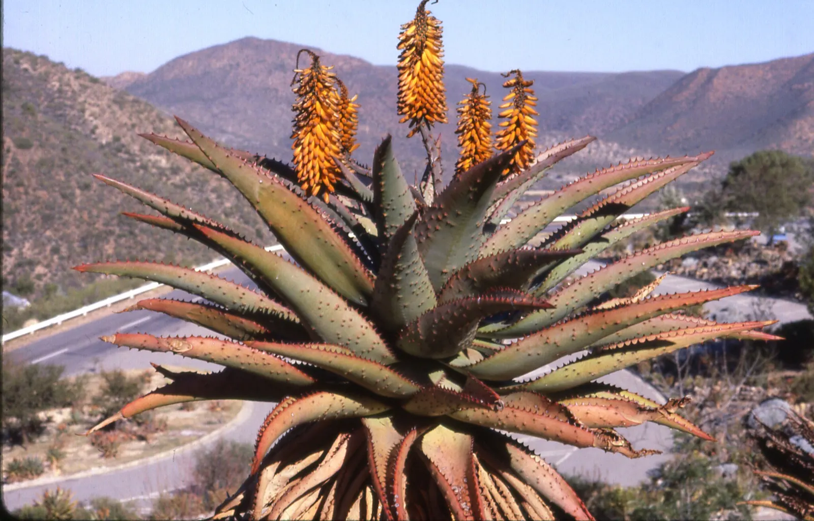 Bitter Aloe, Red Aloe (Aloe Ferox) — succulent for full or half; low-care choice for gardens in USDA hardiness zones 9 through 11, image 75
