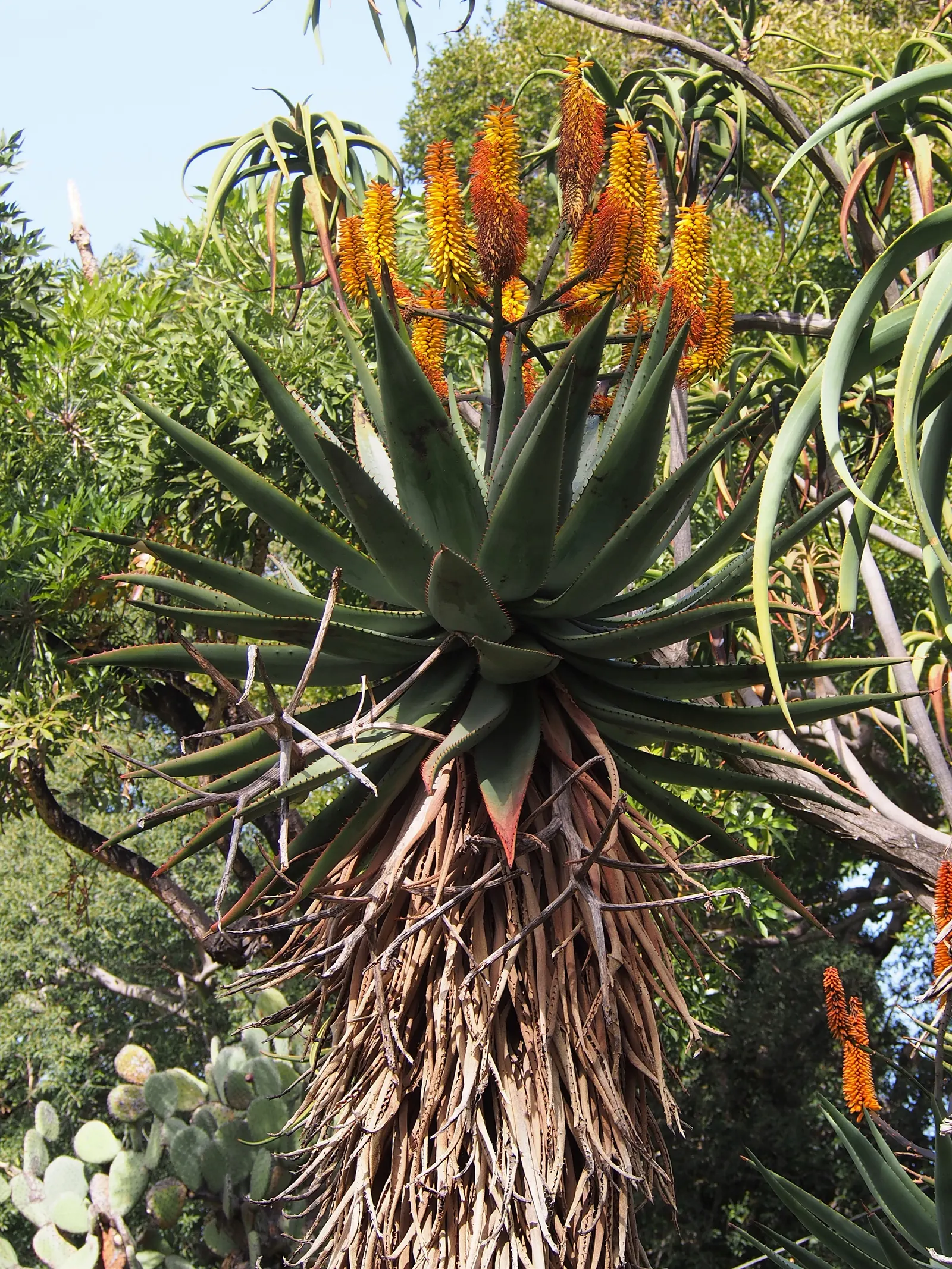 Bitter Aloe, Red Aloe (Aloe Ferox) — belongs to the Aloe genus; these blooms not only add a vivid splash of color to the garden, image 81