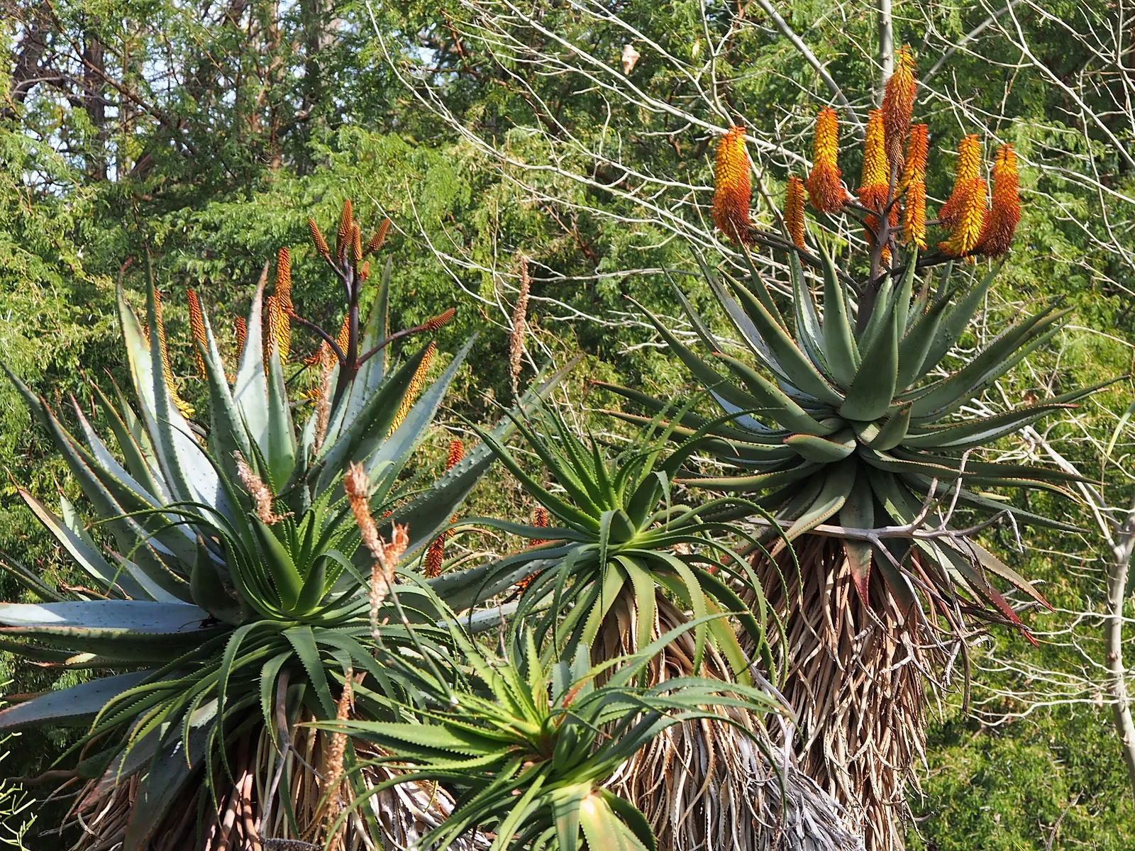 Bitter Aloe, Red Aloe (Aloe Ferox) — They feature reddish-brown spines along the margins and sometimes on the leaf surfaces
