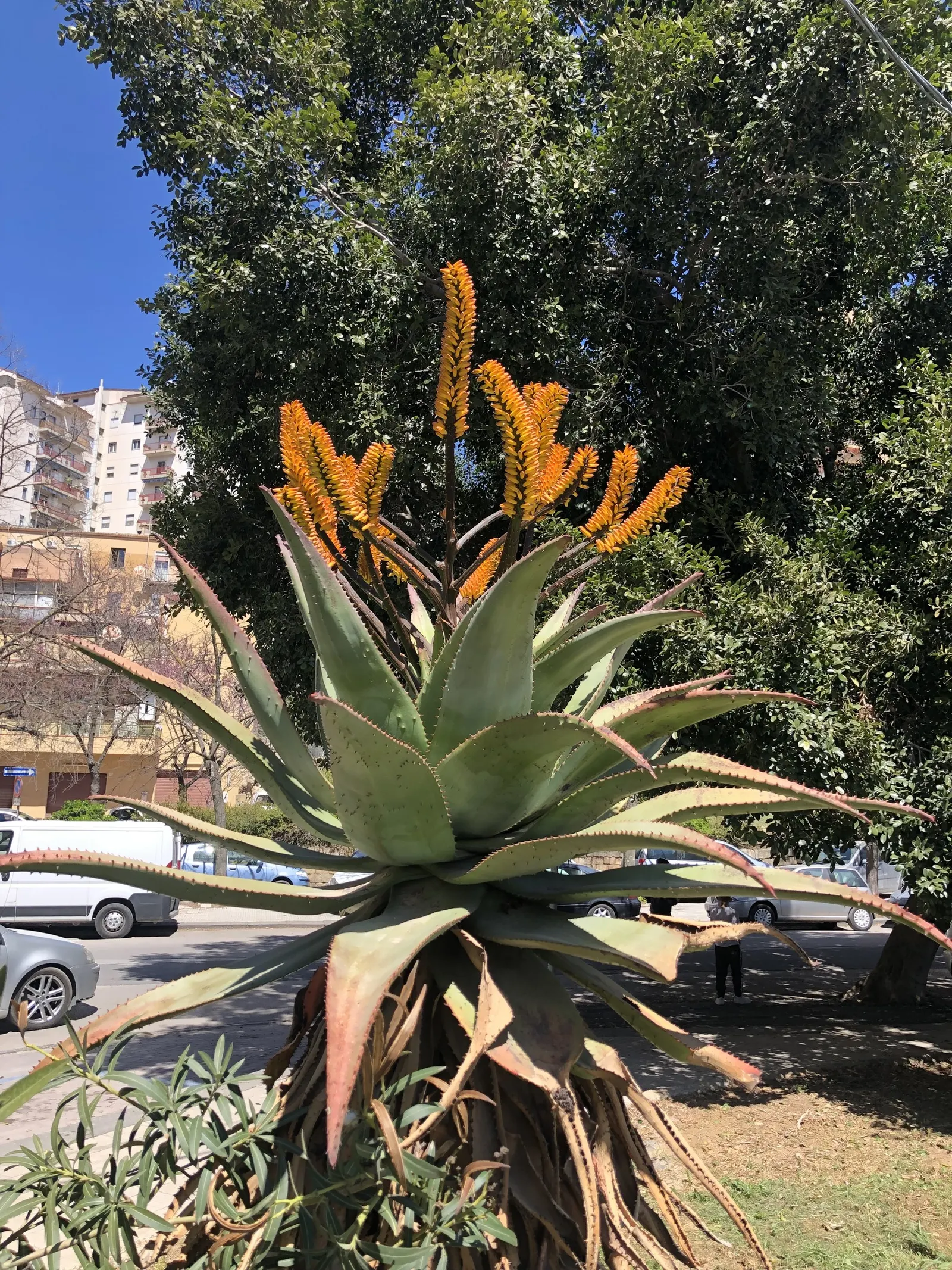 Bitter Aloe, Red Aloe (Aloe Ferox) — belongs to the Aloe genus; these blooms not only add a vivid splash of color to the garden, image 56