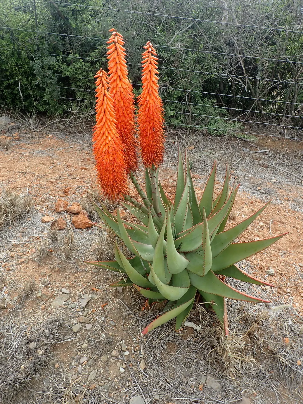 Bitter Aloe, Red Aloe (Aloe Ferox) — This robust plant hails from southern Africa and boasts a commanding presence in any landscape design, image 83