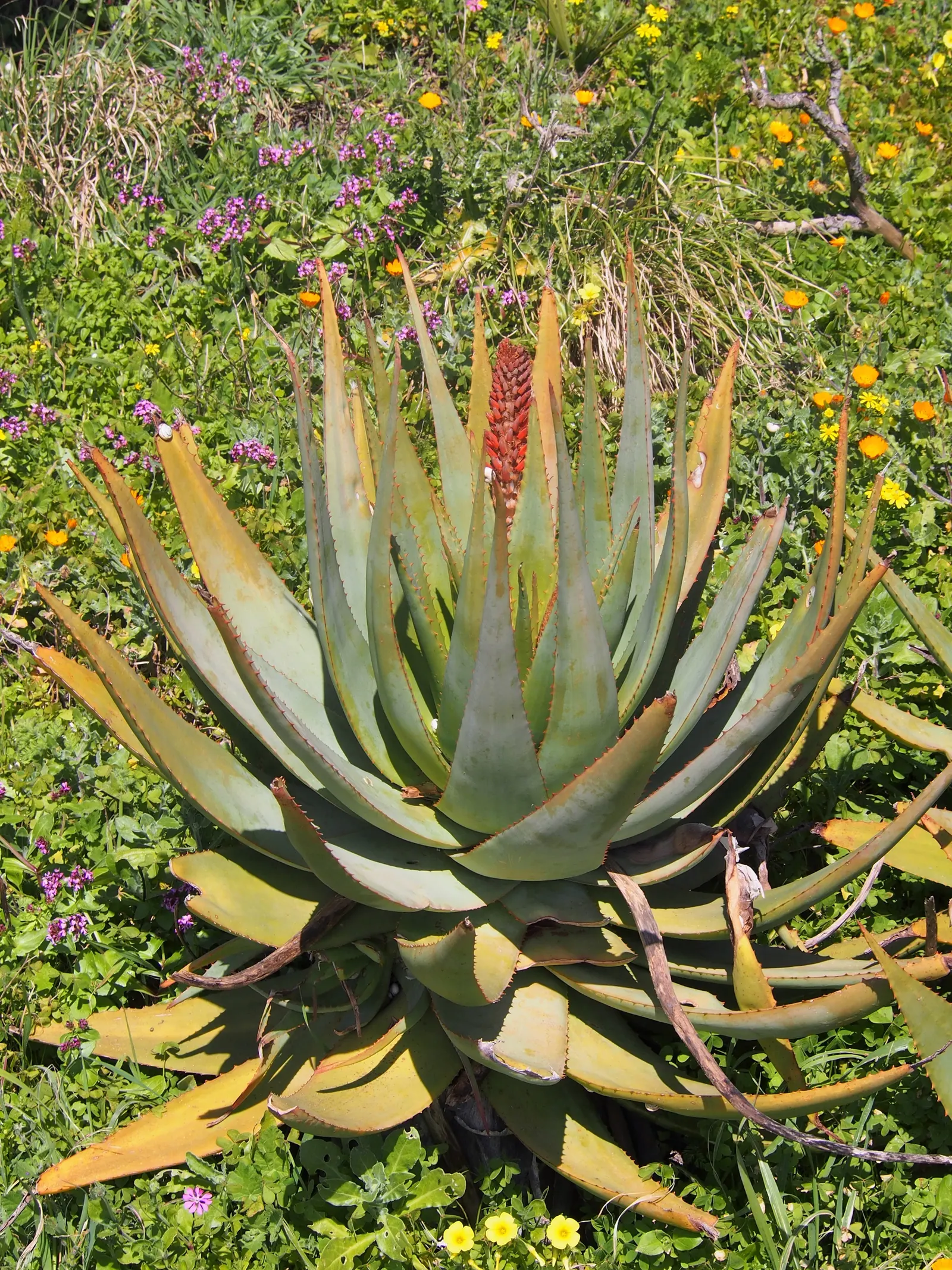 Bitter Aloe, Red Aloe (Aloe Ferox) — low-care choice for gardens in USDA hardiness zones 9 through 11; aloe ferox, commonly known as Bitter or Red Aloe, is a