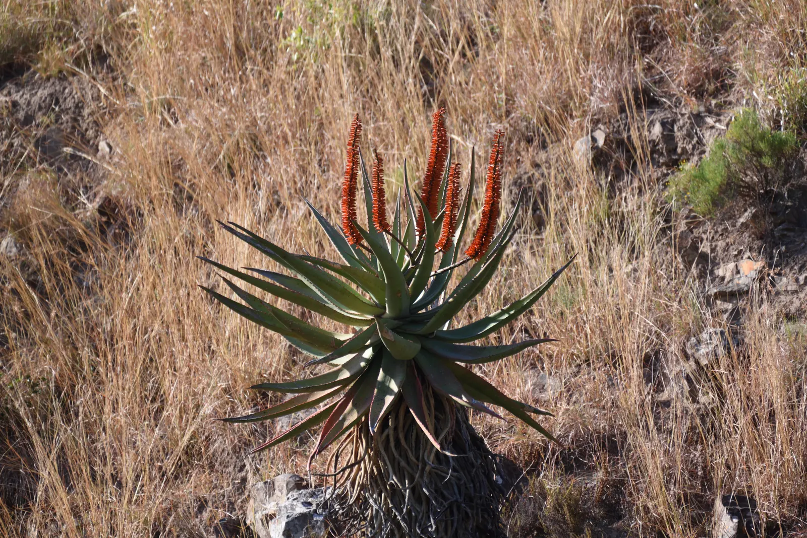Bitter Aloe, Red Aloe (Aloe Ferox) — These blooms not only add a vivid splash of color to the garden; with minimal maintenance requirements, image 64