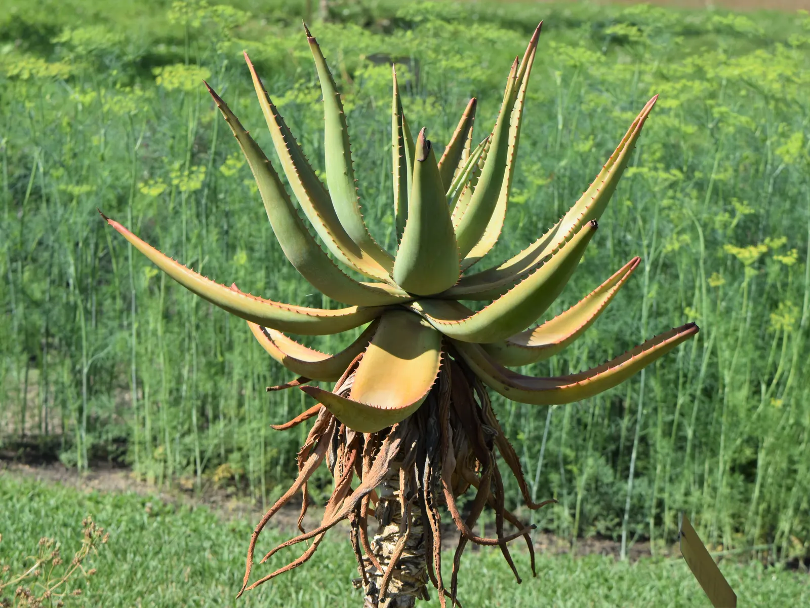 Bitter Aloe, Red Aloe (Aloe Ferox) — succulent for full or half