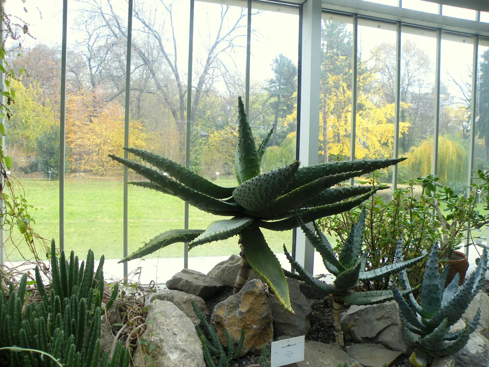 Bitter Aloe, Red Aloe (Aloe Ferox) — consider its growth potential and ensure ample space for its mature size