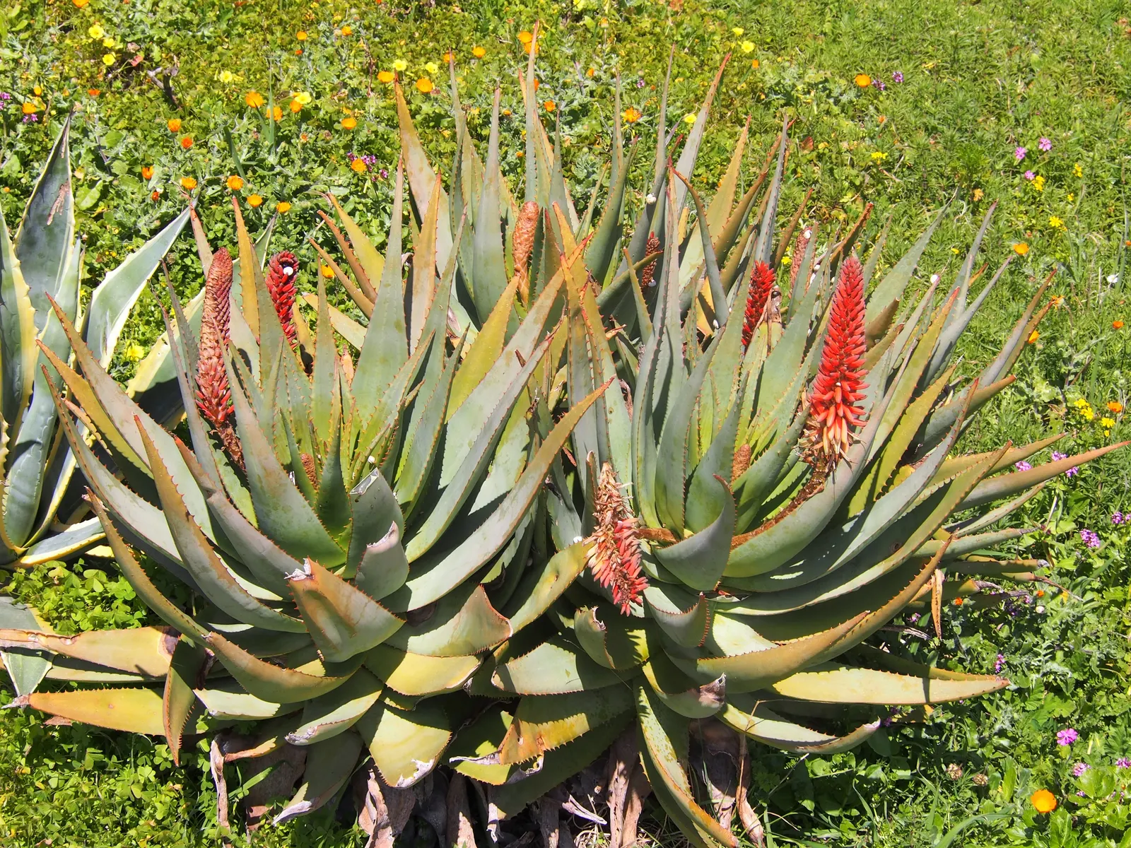 Bitter Aloe, Red Aloe (Aloe Ferox) — rising well above the foliage and attracting a variety of pollinators, image 63