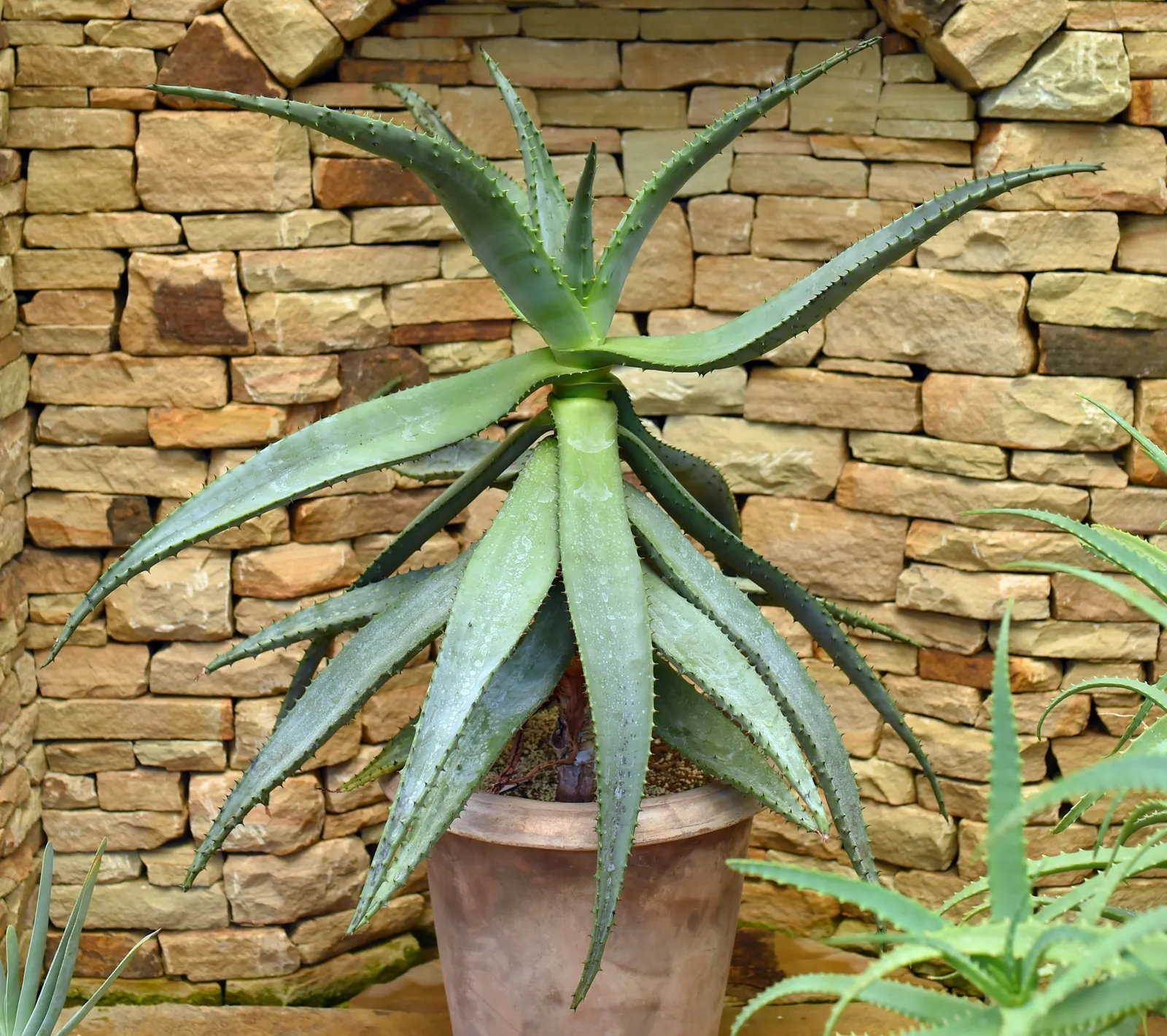 Bitter Aloe, Red Aloe (Aloe Ferox) — although it can tolerate partial shade; candelabra-like bloom spike reaching over 3 feet tall, image 65