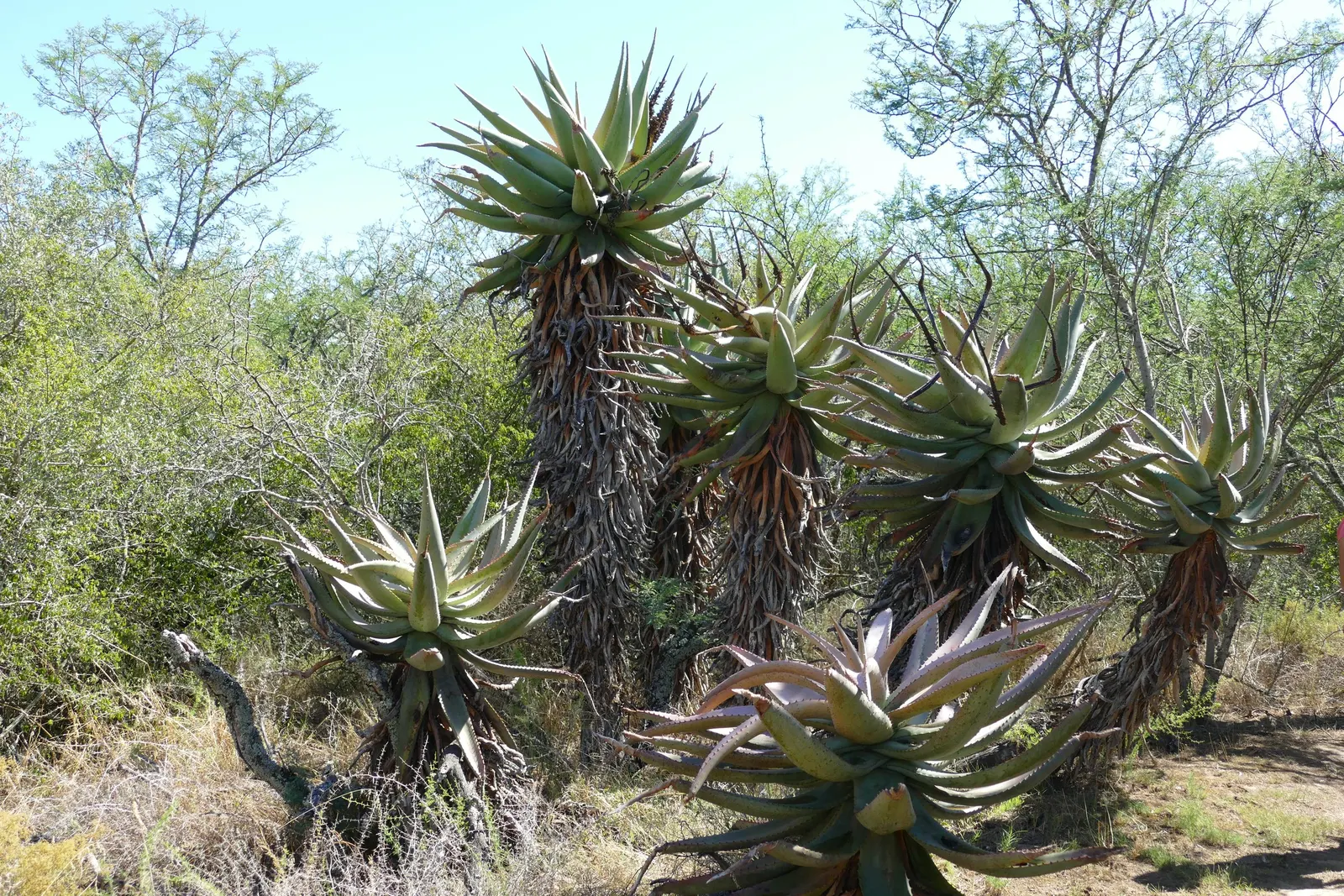 Bitter Aloe, Red Aloe (Aloe Ferox) — more commonly known as Red Aloe (Aloe ferox); and is a striking species known for its medicinal and ornamental value
