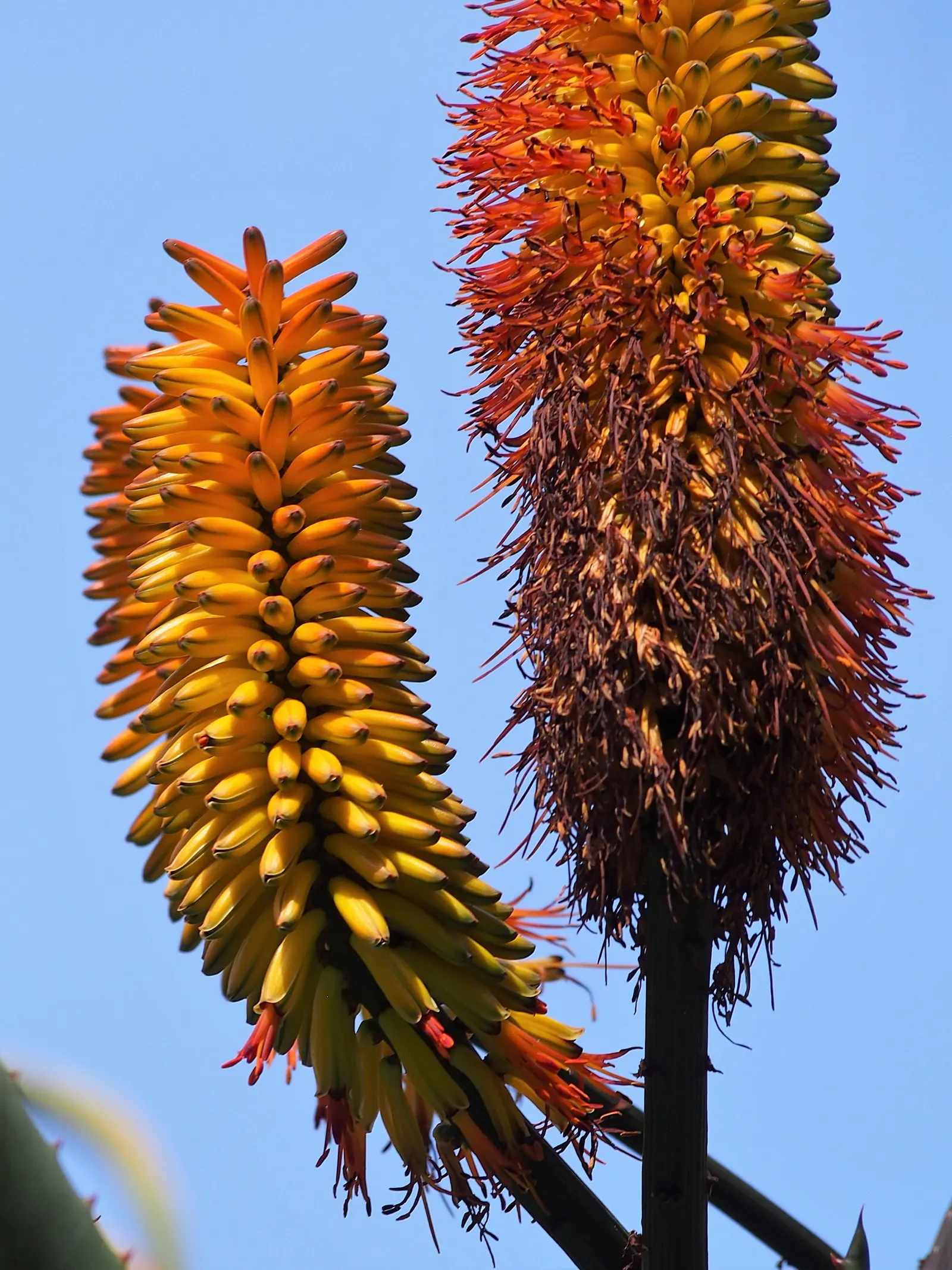 Bitter Aloe, Red Aloe (Aloe Ferox) — orange and red flowers in the garden; this robust plant hails from southern Africa and boasts a commanding, image 73