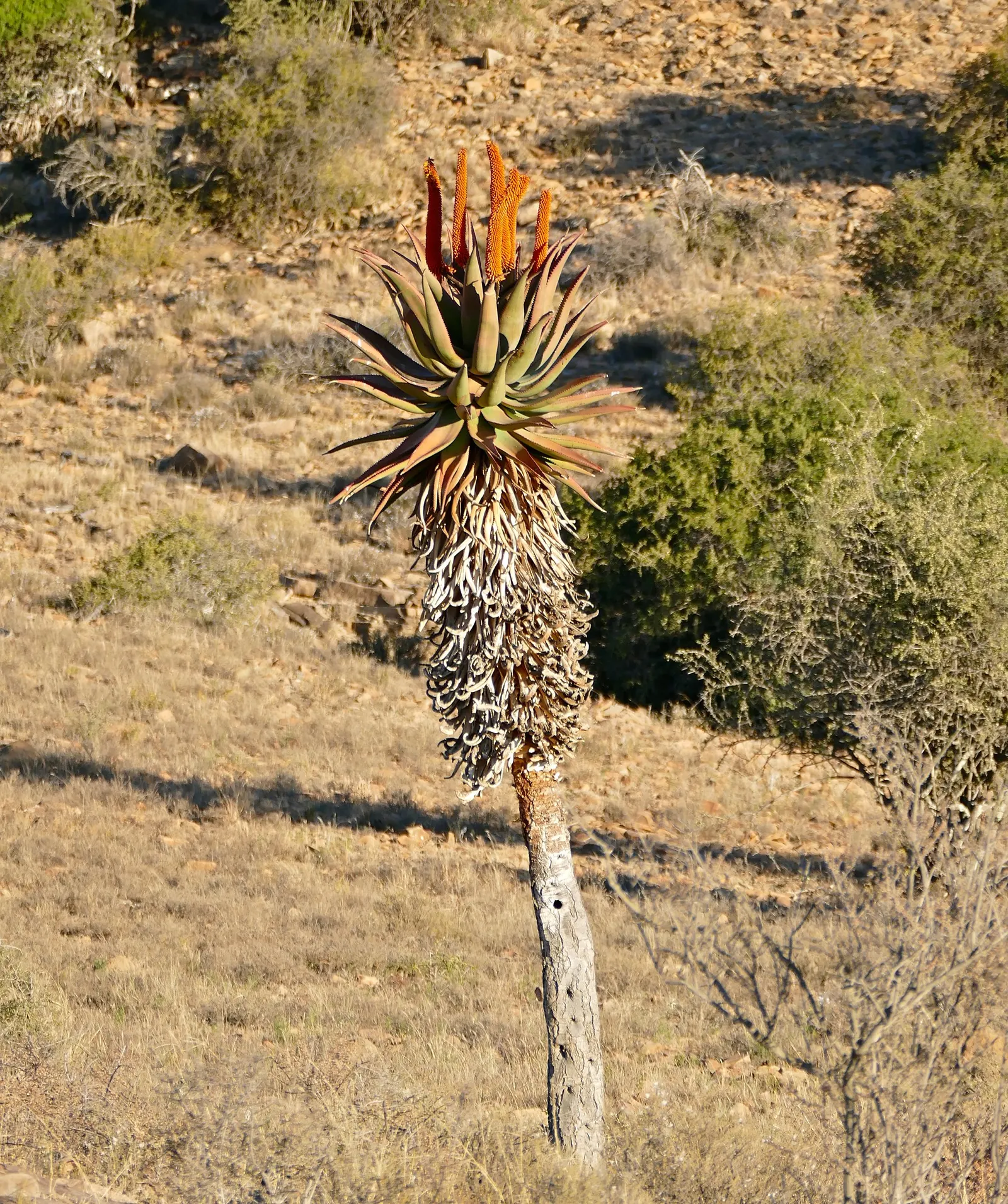 Bitter Aloe, Red Aloe (Aloe Ferox) — low-care choice for gardens in USDA hardiness zones 9 through 11