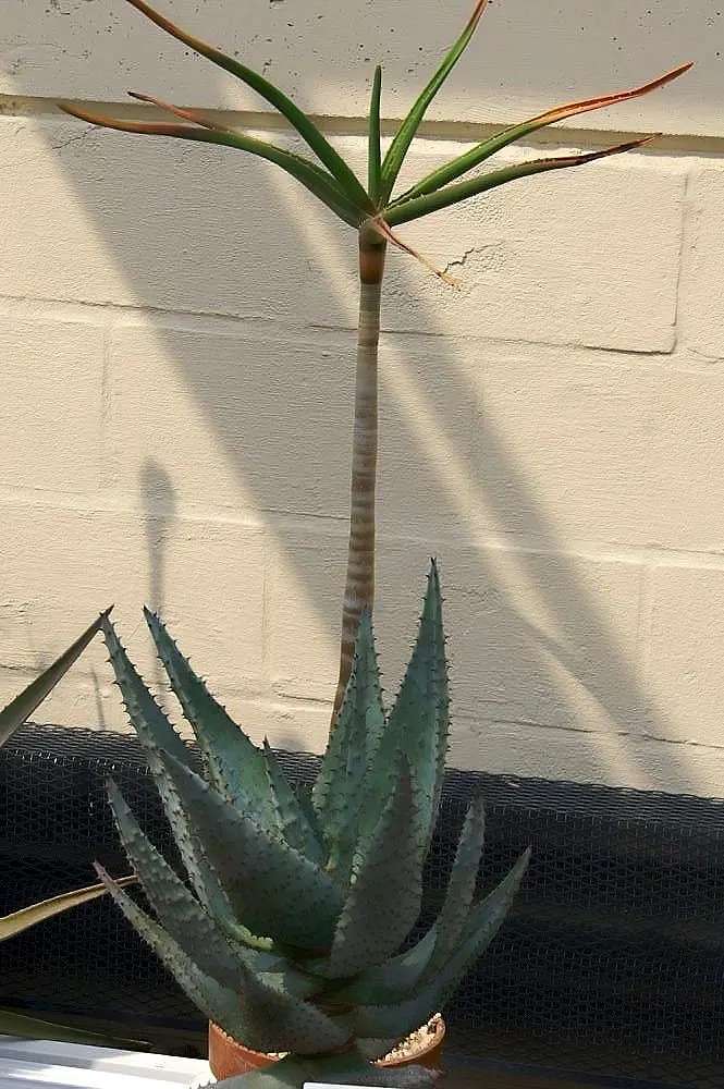 Bitter Aloe, Red Aloe (Aloe Ferox) — These blooms not only add a vivid splash of color to the garden