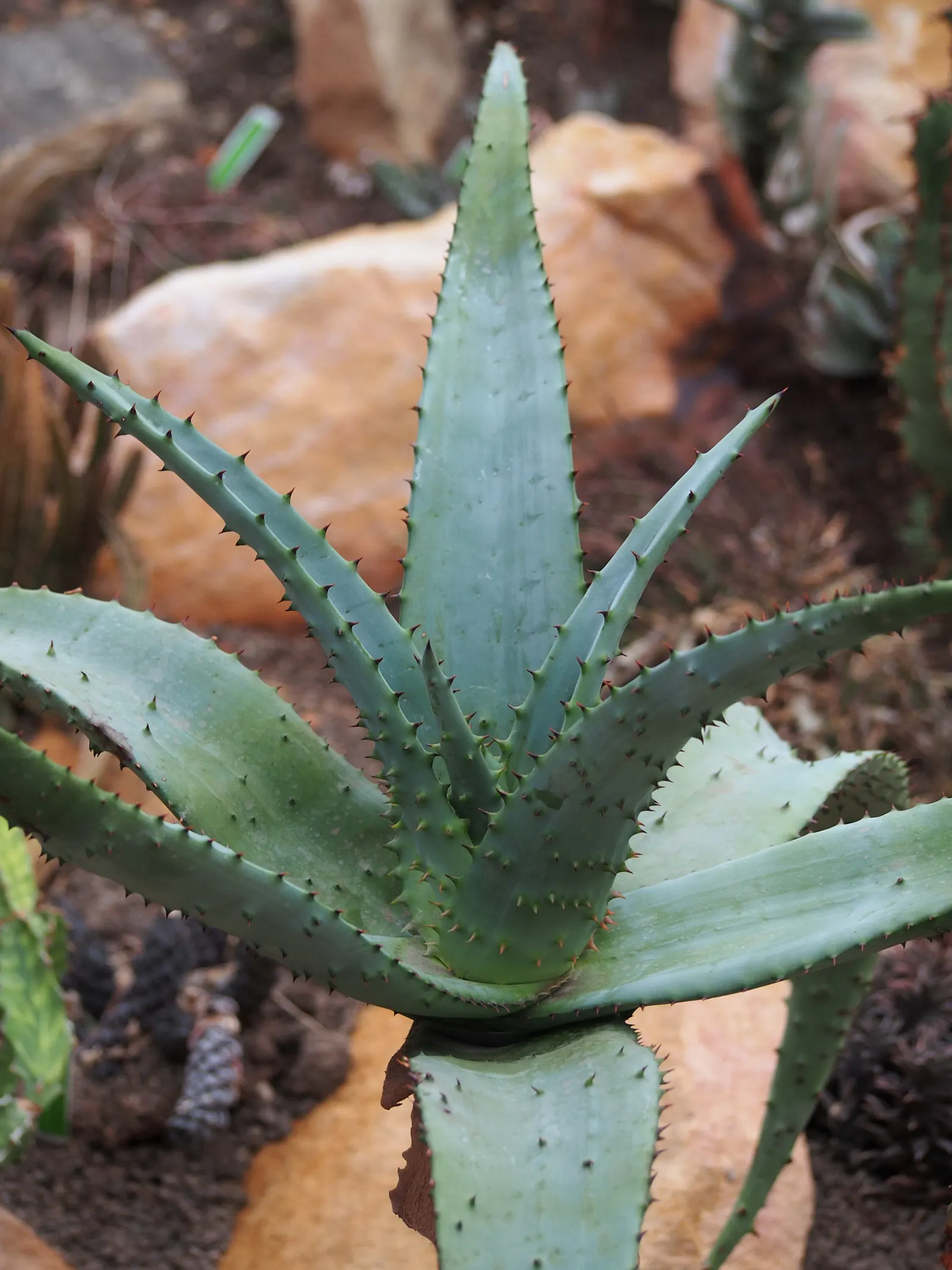 Bitter Aloe, Red Aloe (Aloe Ferox) — The leaves of Aloe ferox are thick and fleshy, arranged in a dense rosette; when incorporating Bitter Aloe into a