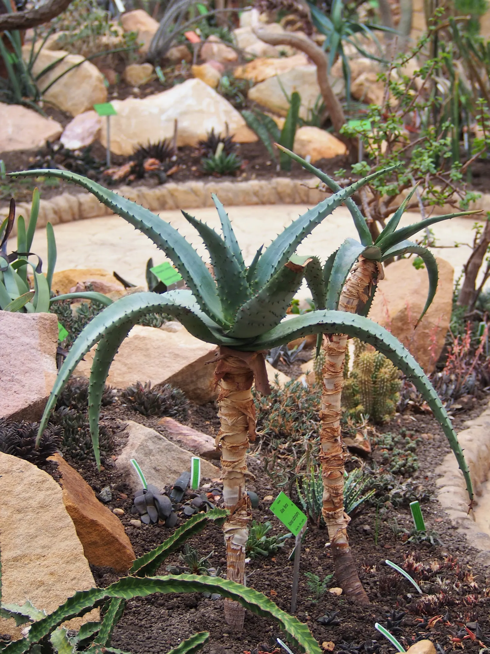 Bitter Aloe, Red Aloe (Aloe Ferox) — Ideal for adding architectural interest and color to xeriscapes and arid garden designs; succulent for full or, image 54