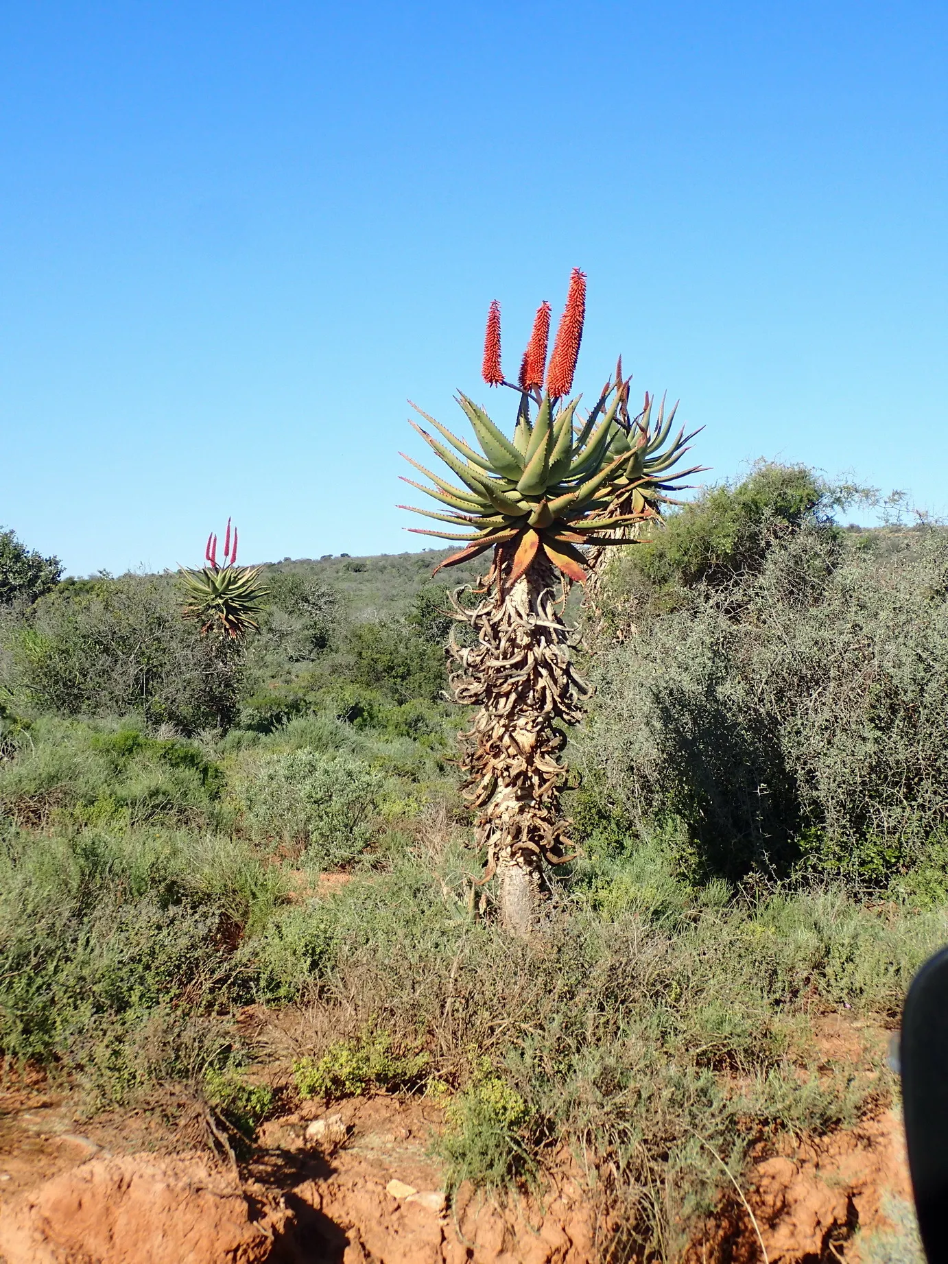 Bitter Aloe, Red Aloe (Aloe Ferox) — although it can tolerate partial shade