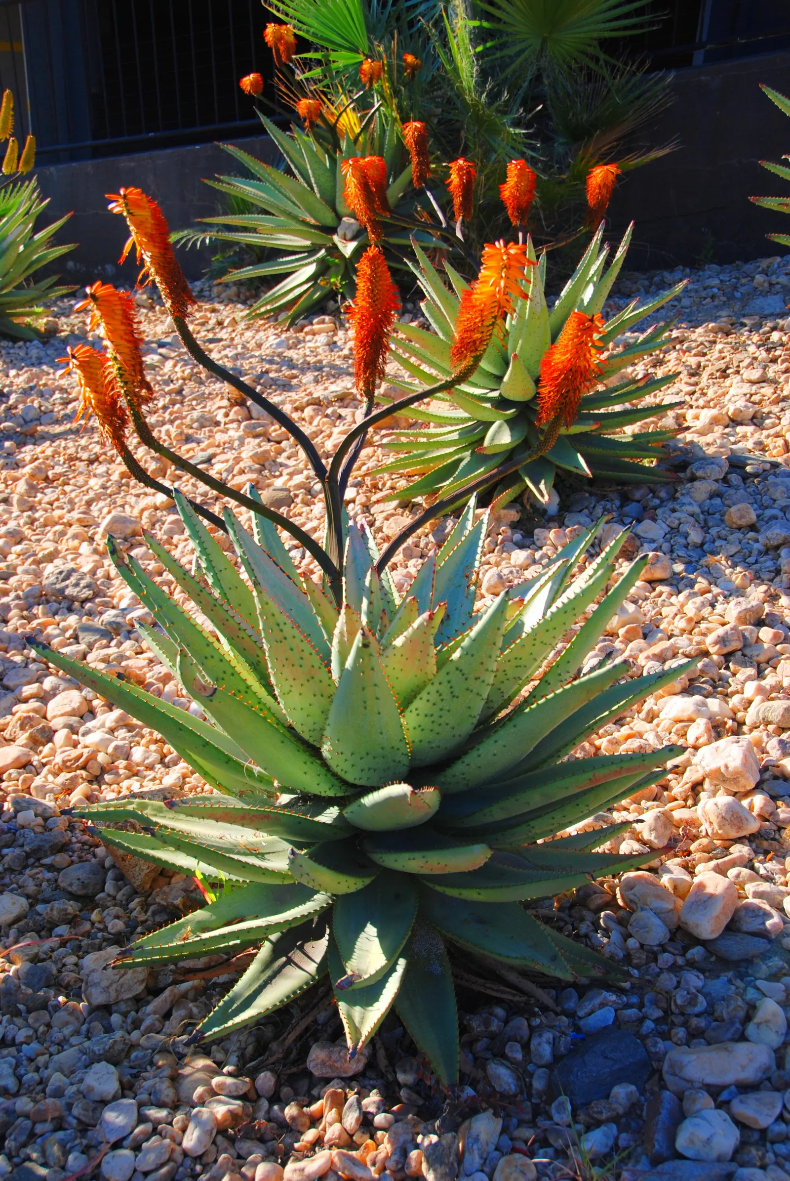 Bitter Aloe, Red Aloe (Aloe Ferox) — succulent with orange and red blooms