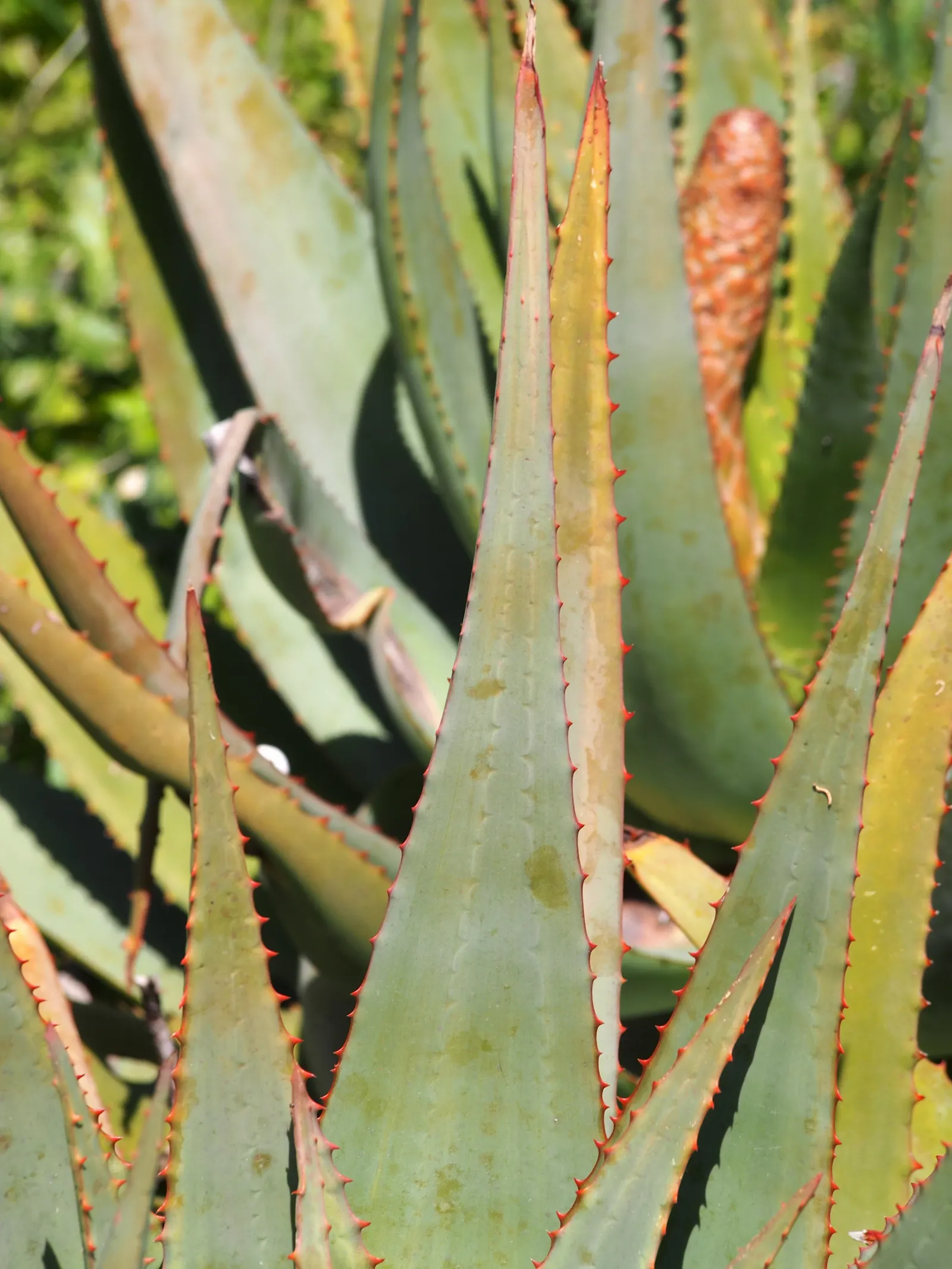 Bitter Aloe, Red Aloe (Aloe Ferox) — Additionally, its architectural form can be employed as a focal point or used for dramatic group plantings; more commonly