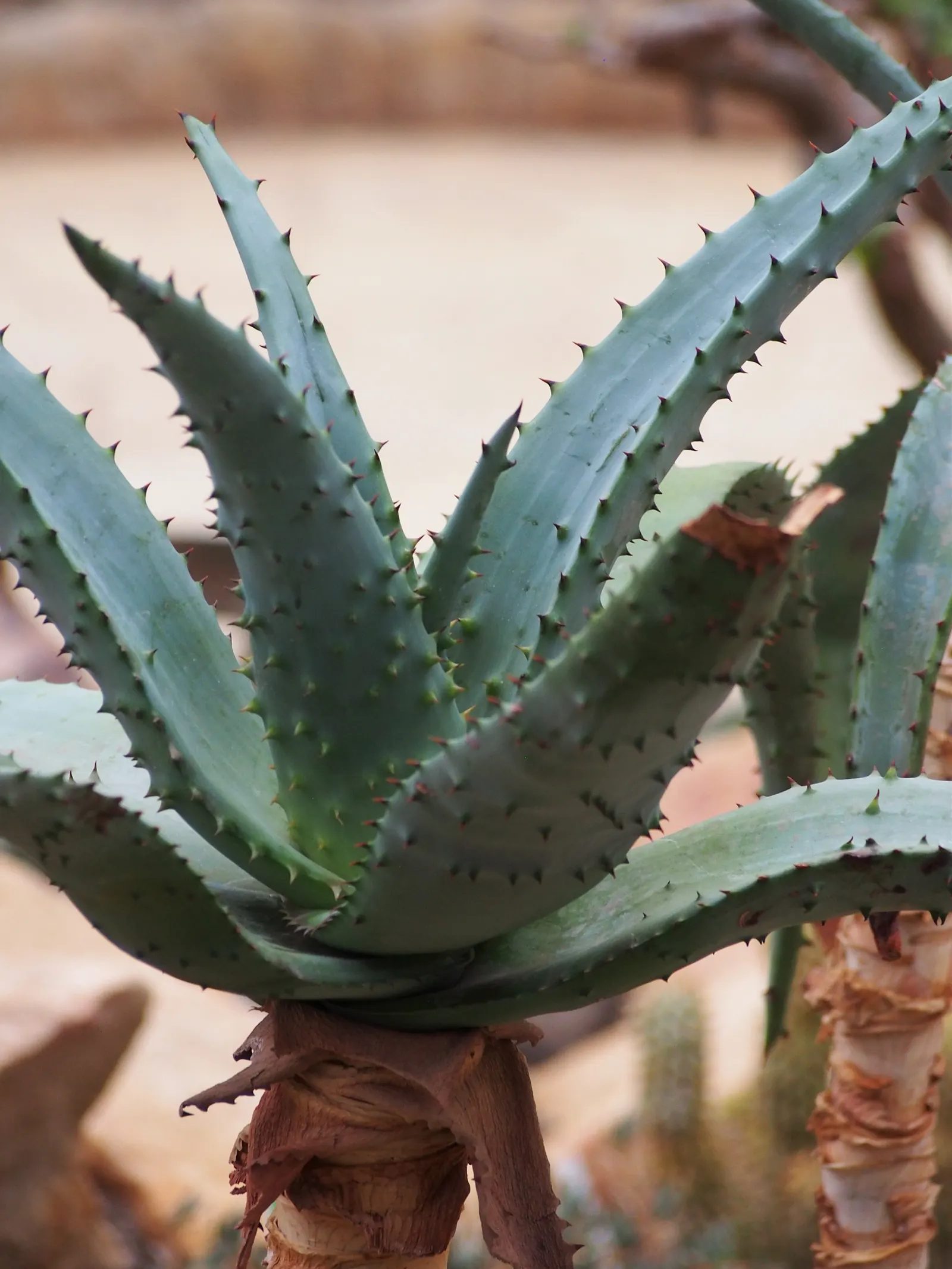 Bitter Aloe, Red Aloe (Aloe Ferox) — reaching heights of up to 10 feet with a spread of approximately 6 feet at maturity; the leaves of Aloe ferox, image 59