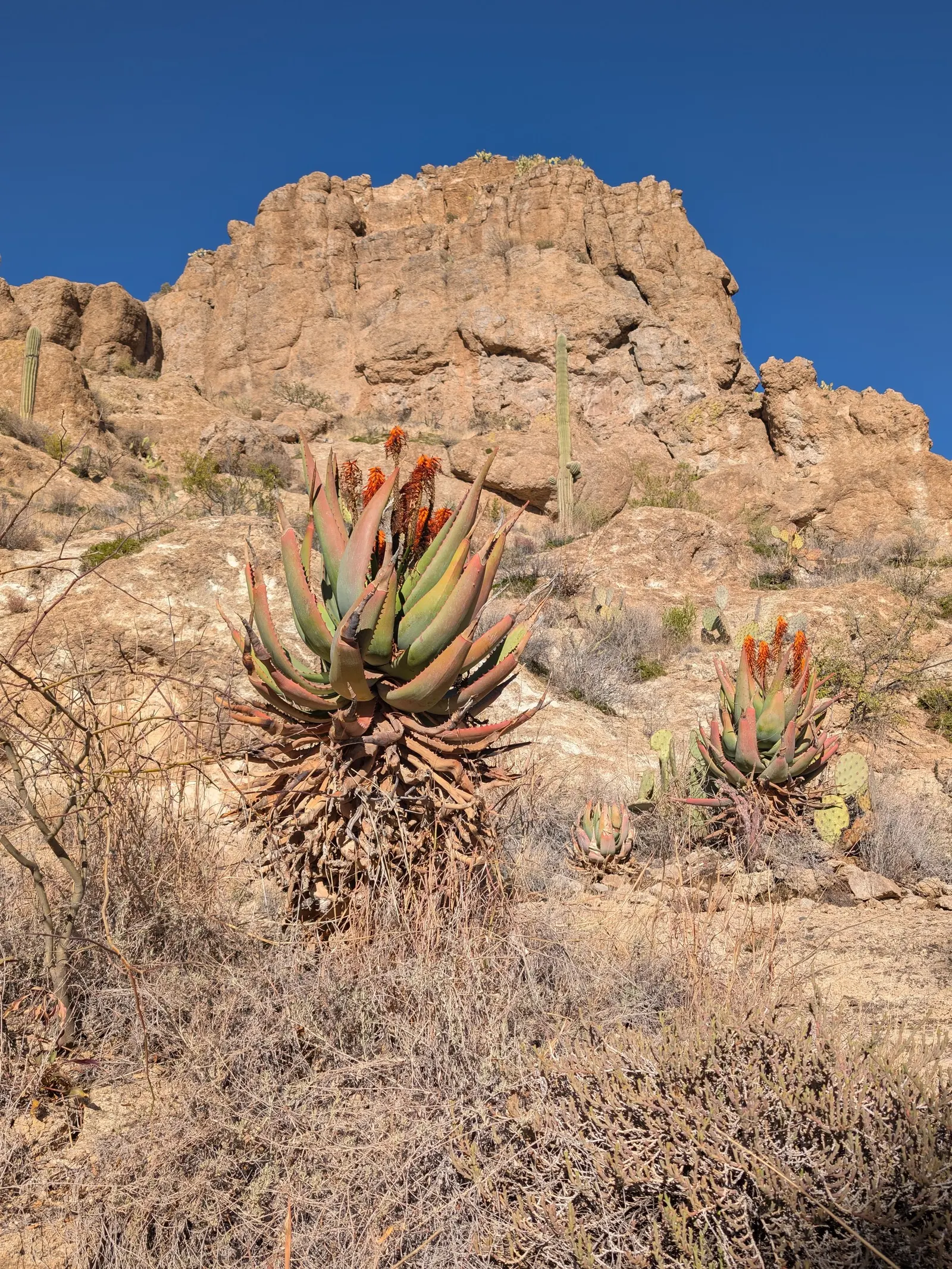 Bitter Aloe, Red Aloe (Aloe Ferox) — With minimal maintenance requirements