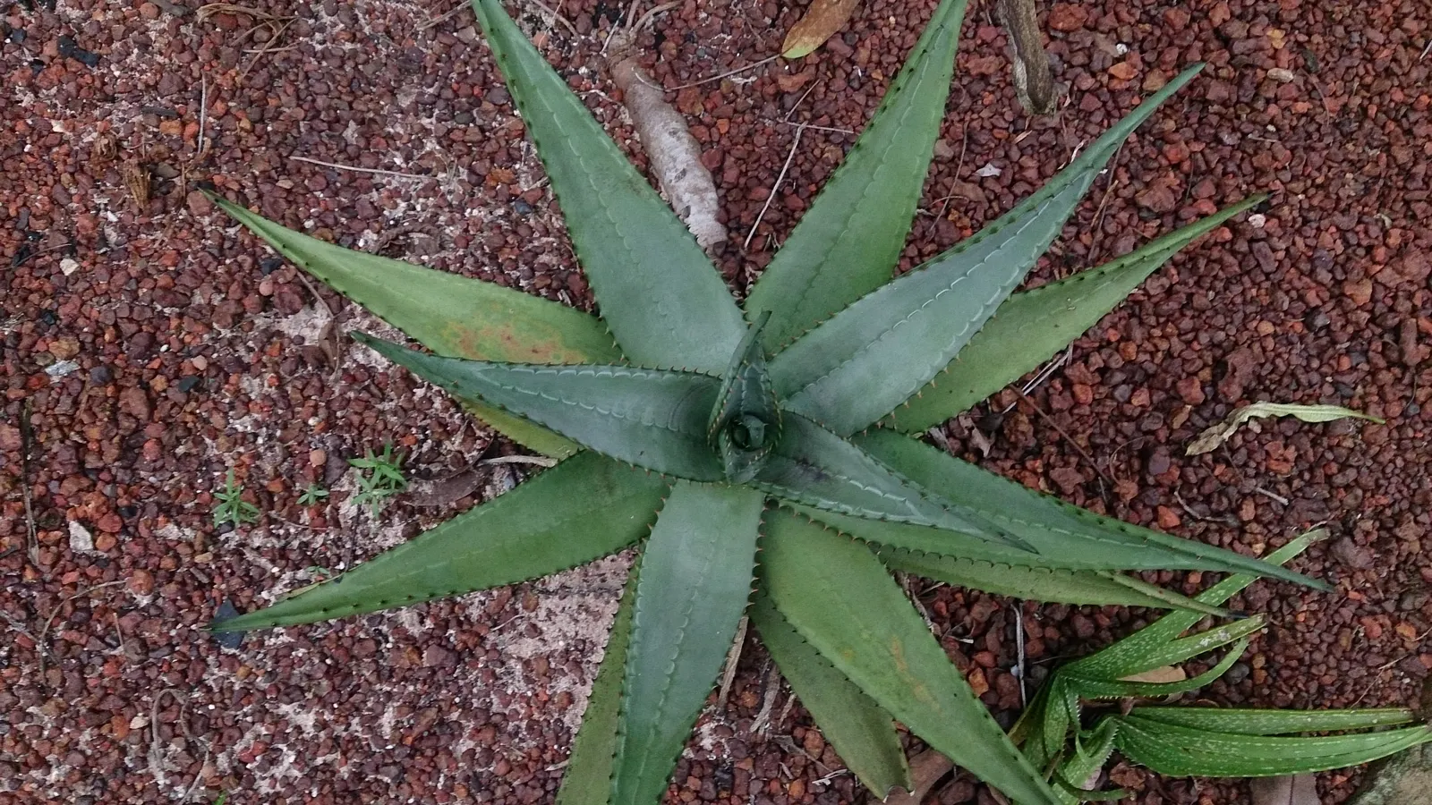 Bitter Aloe, Red Aloe (Aloe Ferox) — Each flower spike can grow up to 4 feet tall; belongs to the Aloe genus