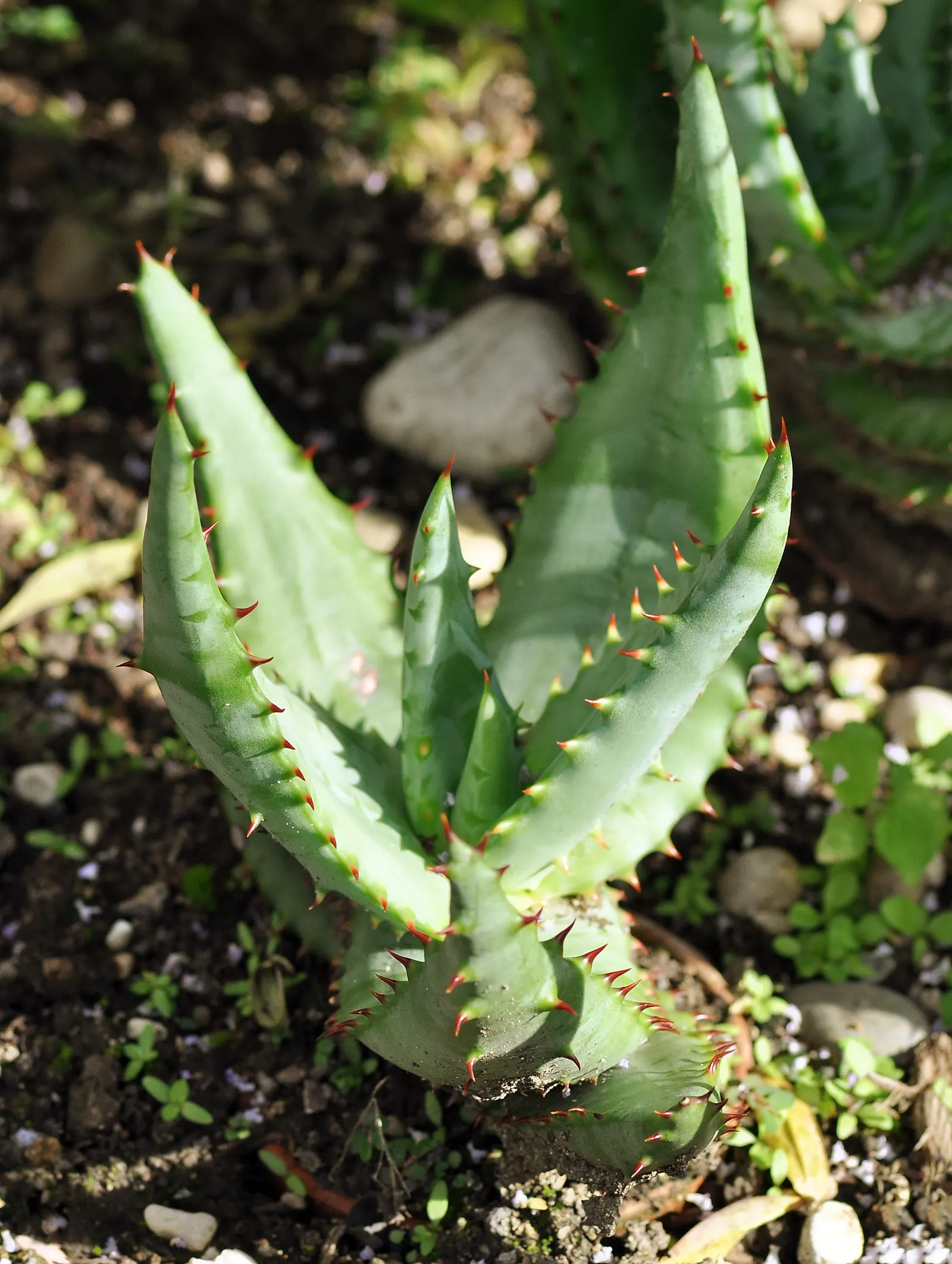 Bitter Aloe, Red Aloe (Aloe Ferox) — Aloe ferox, commonly known as Bitter or Red Aloe, is a striking succulent standing up to 10 feet tall; ideal, image 51