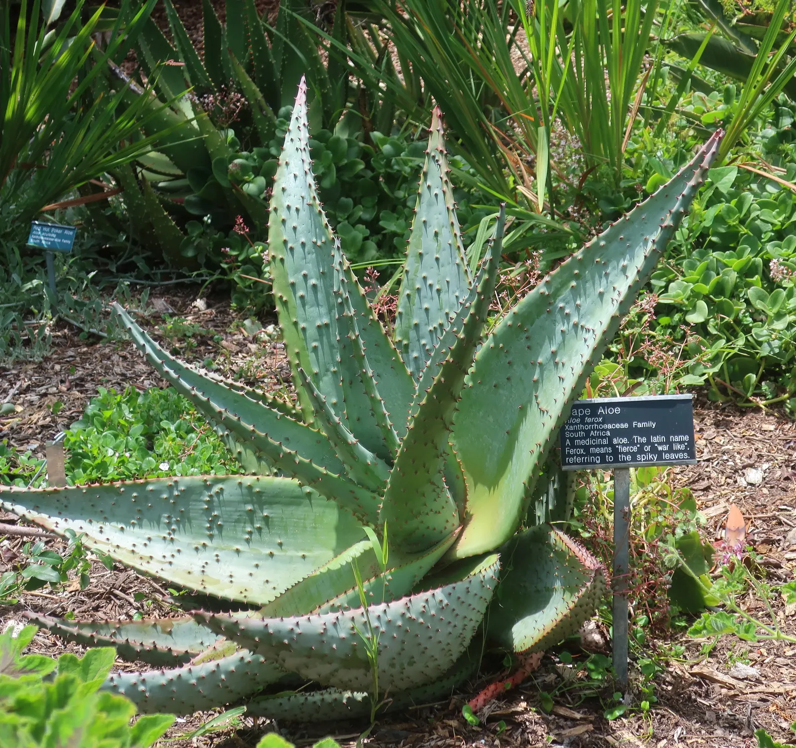 Bitter Aloe, Red Aloe (Aloe Ferox) — The leaves of Aloe ferox are thick and fleshy, arranged in a dense rosette