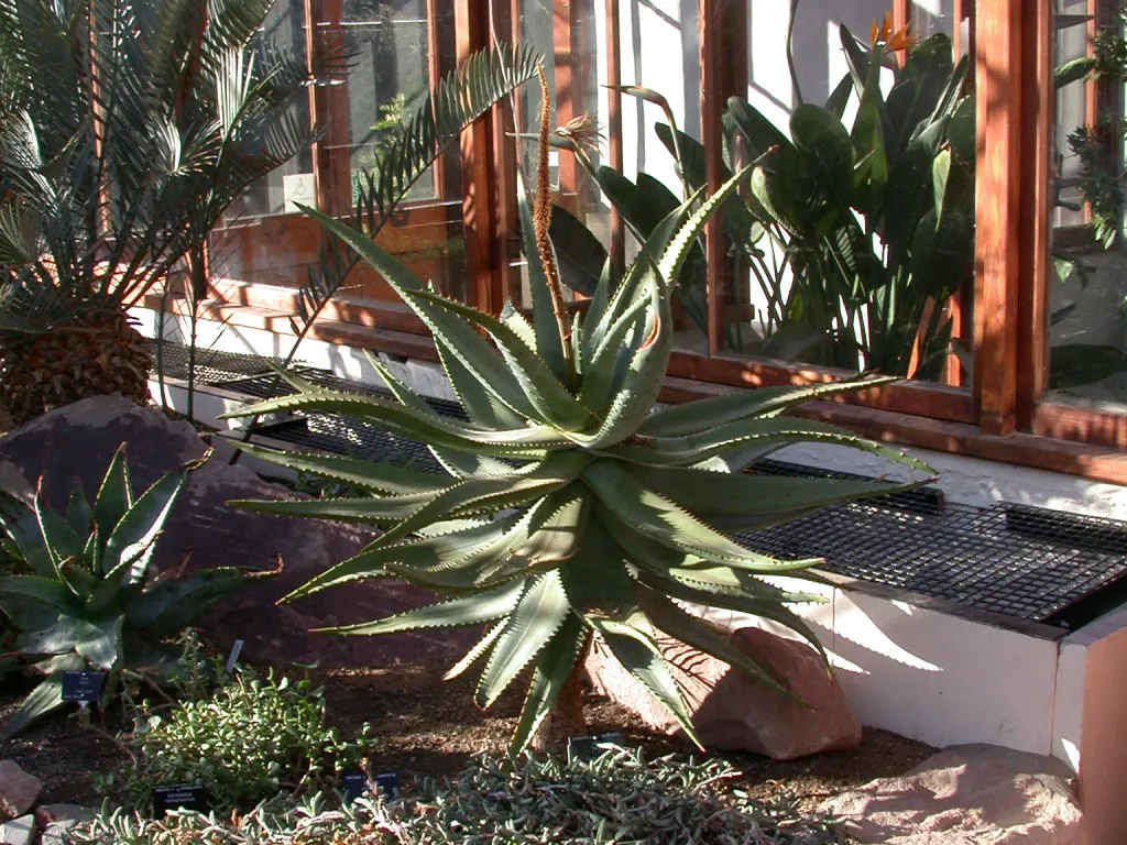 Bitter Aloe, Red Aloe (Aloe Ferox) — Aloe ferox serves as a resilient; additionally, its architectural form can be employed as a focal point or used for