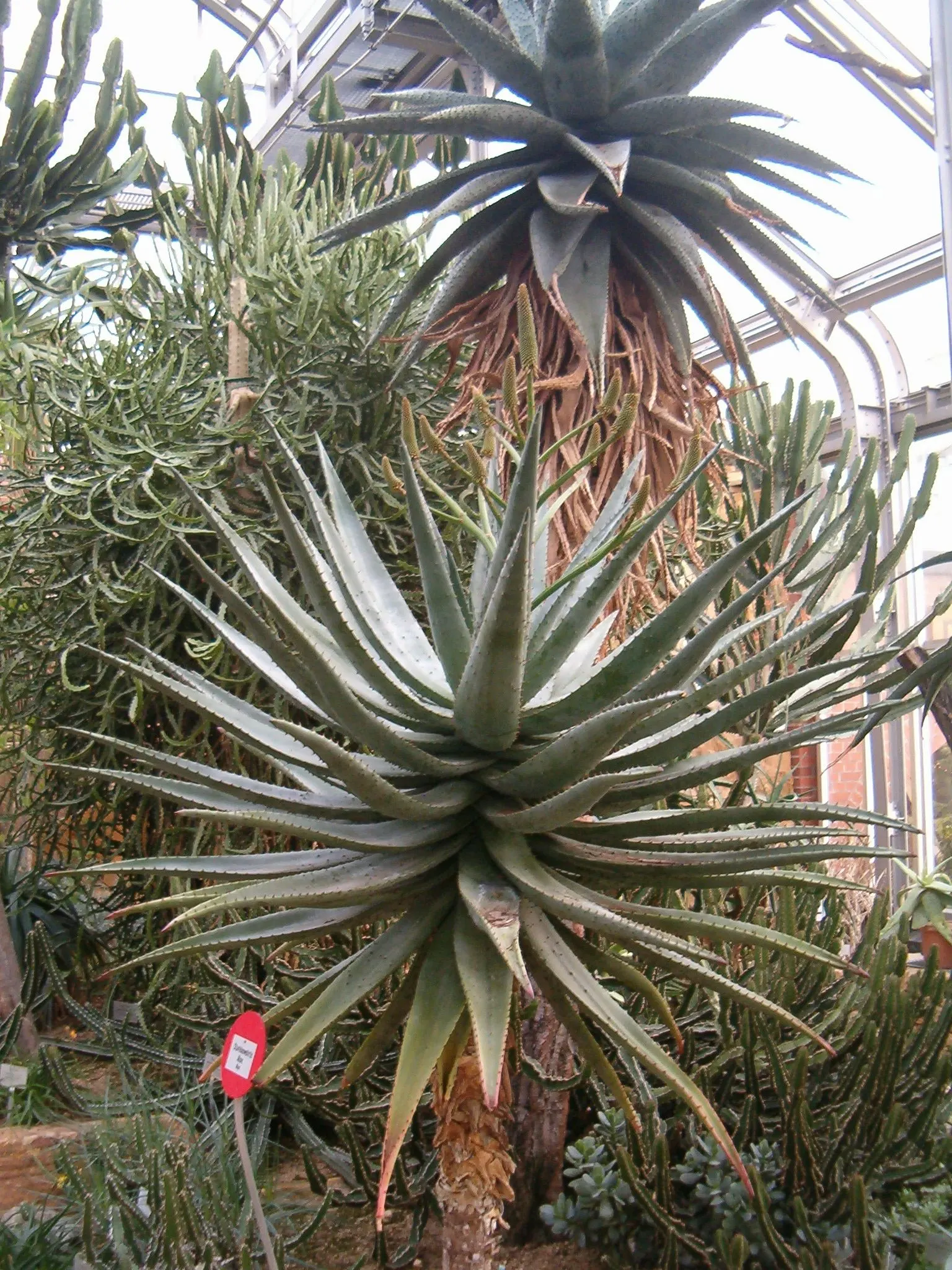 Bitter Aloe, Red Aloe (Aloe Ferox) — Aloe ferox, commonly known as Bitter or Red Aloe, is a striking succulent standing up to 10 feet tall