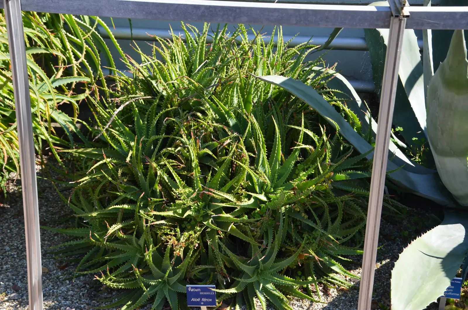 Bitter Aloe, Red Aloe (Aloe Ferox) — low-care choice for gardens in USDA hardiness zones 9 through 11; aloe ferox, commonly known as Bitter or Red, image 72