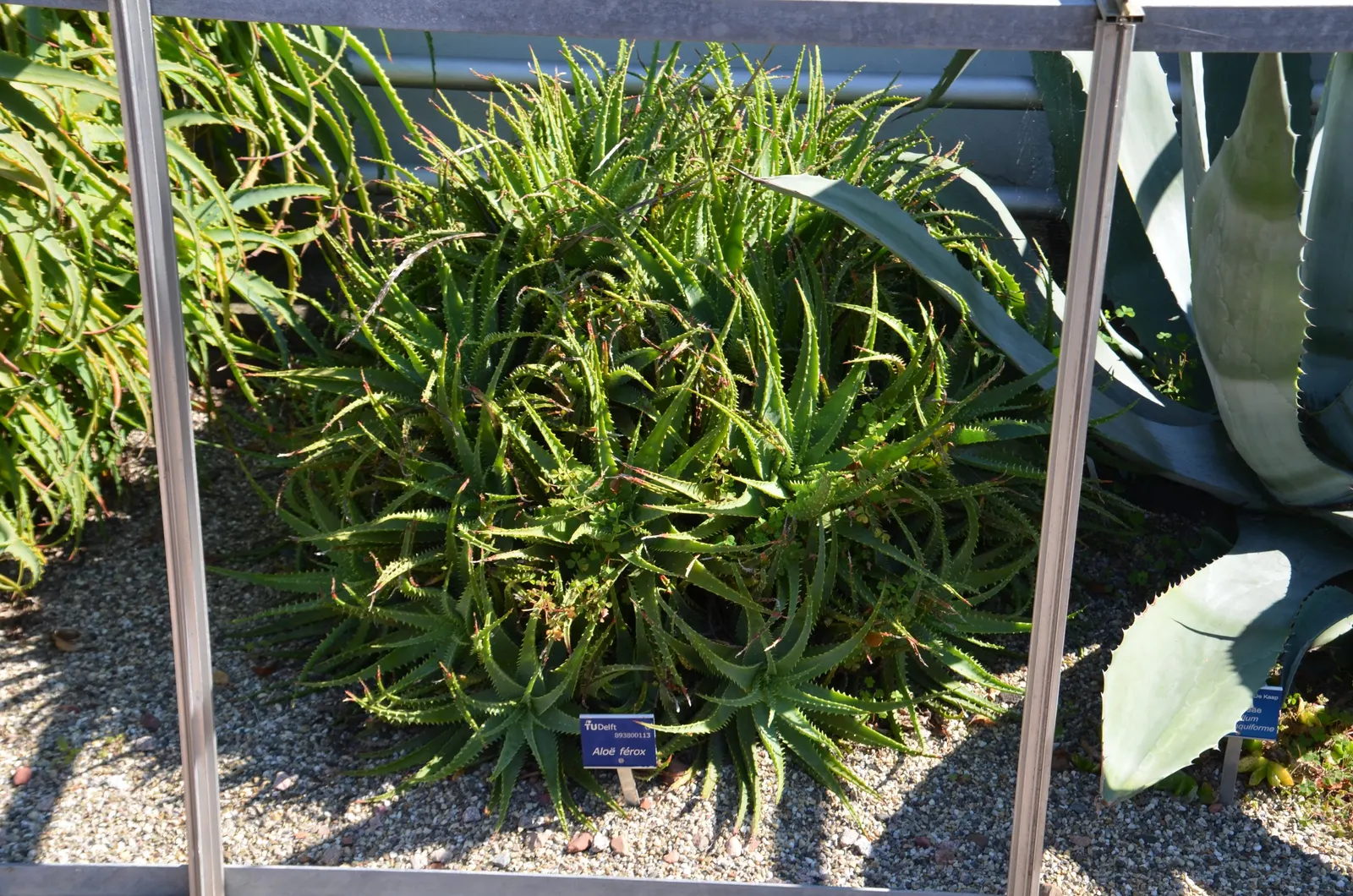 Bitter Aloe, Red Aloe (Aloe Ferox) — When incorporating Bitter Aloe into a landscape design; it's particularly suited for xeriscaping and rock, image 67