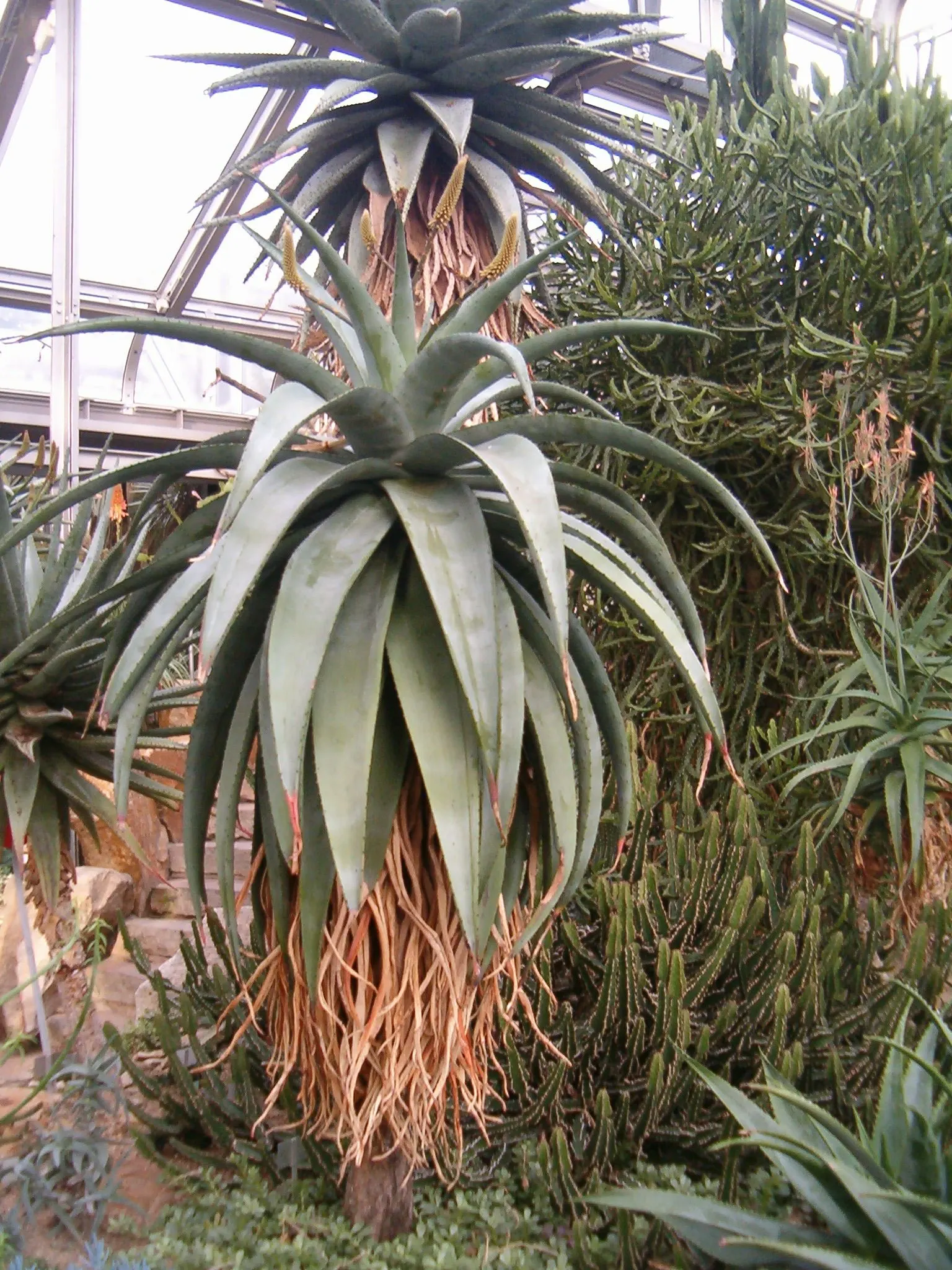 Bitter Aloe, Red Aloe (Aloe Ferox) — Adaptable to various soil types, this drought-tolerant plant prefers full sun, requiring minimal water, image 53