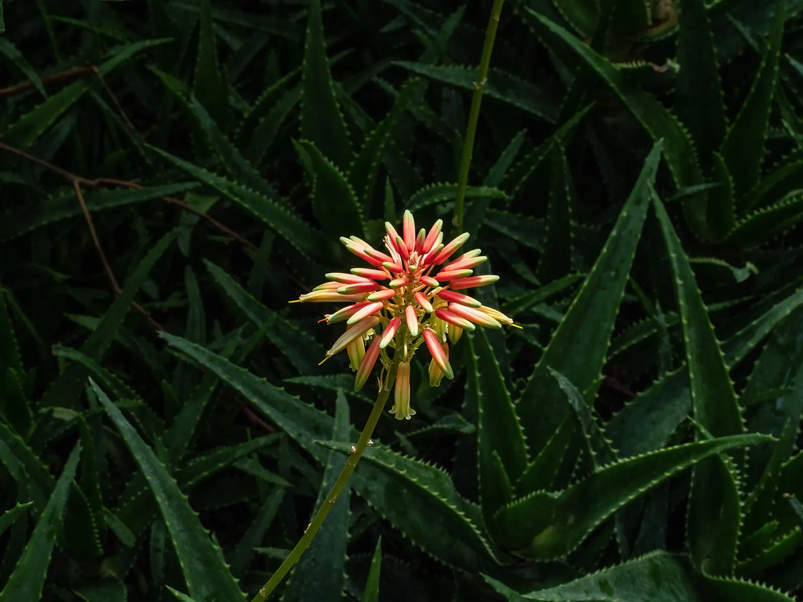 Bitter Aloe, Red Aloe (Aloe Ferox) — This robust plant hails from southern Africa and boasts a commanding presence in any landscape design; adaptable to