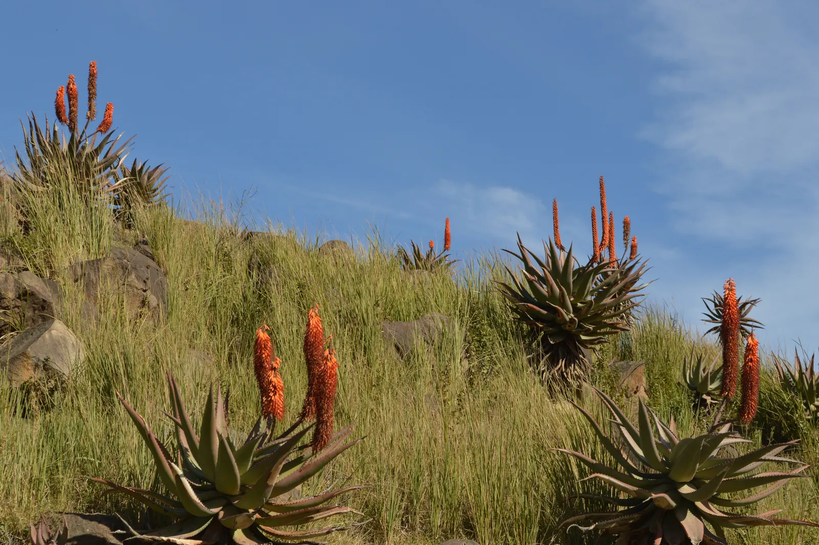 Bitter Aloe, Red Aloe (Aloe Ferox) — candelabra-like bloom spike reaching over 3 feet tall; they feature reddish-brown spines along the margins and, image 77