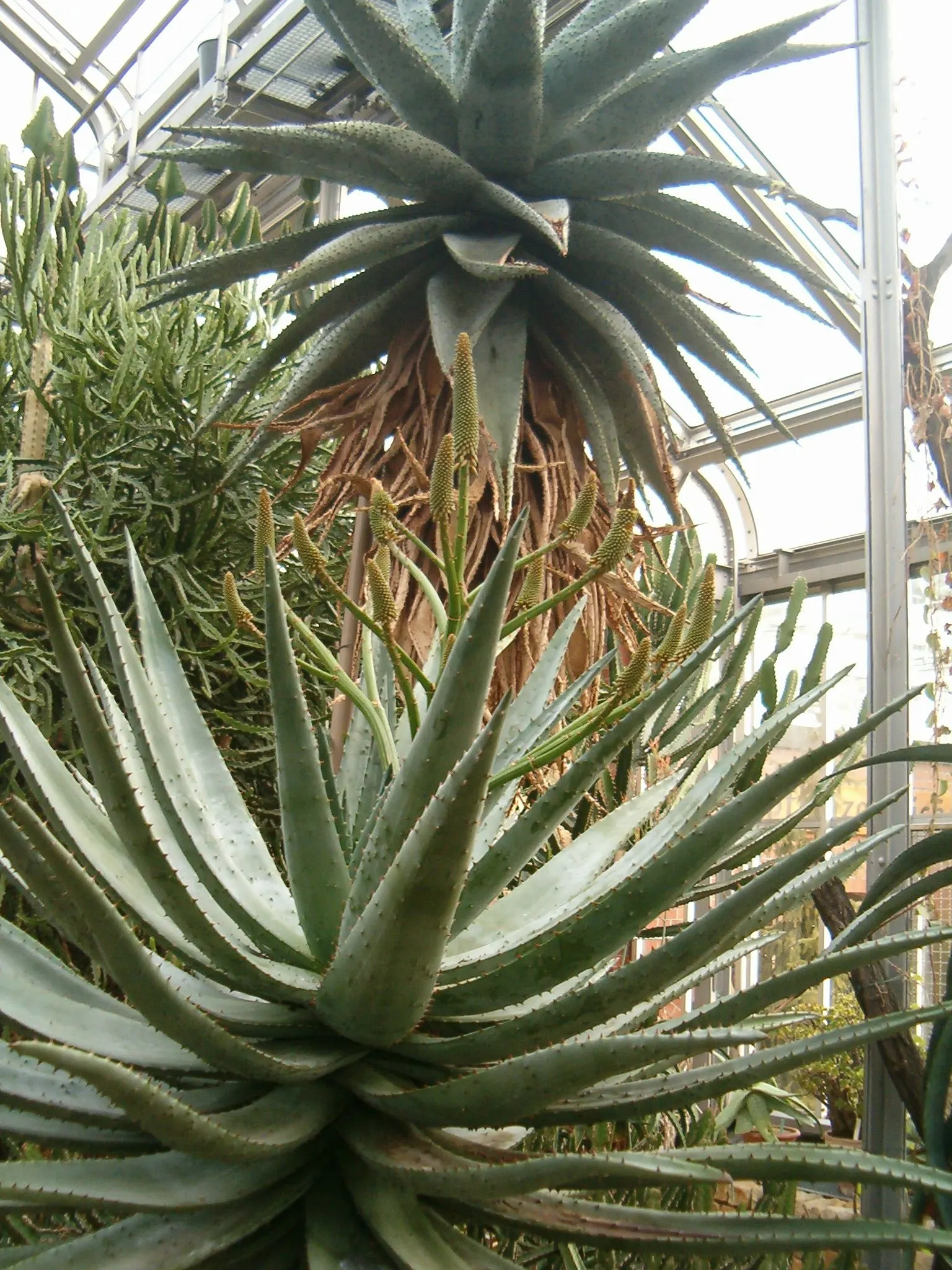 Bitter Aloe, Red Aloe (Aloe Ferox) — These blooms not only add a vivid splash of color to the garden; with minimal maintenance requirements