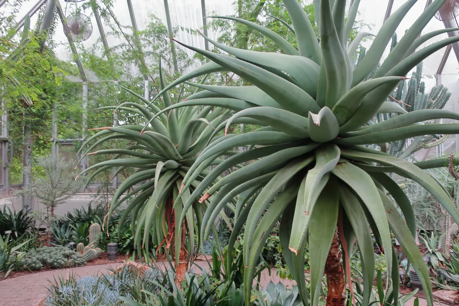 Bitter Aloe, Red Aloe (Aloe Ferox) — and is a striking species known for its medicinal and ornamental value; aloe ferox serves as a resilient, image 82