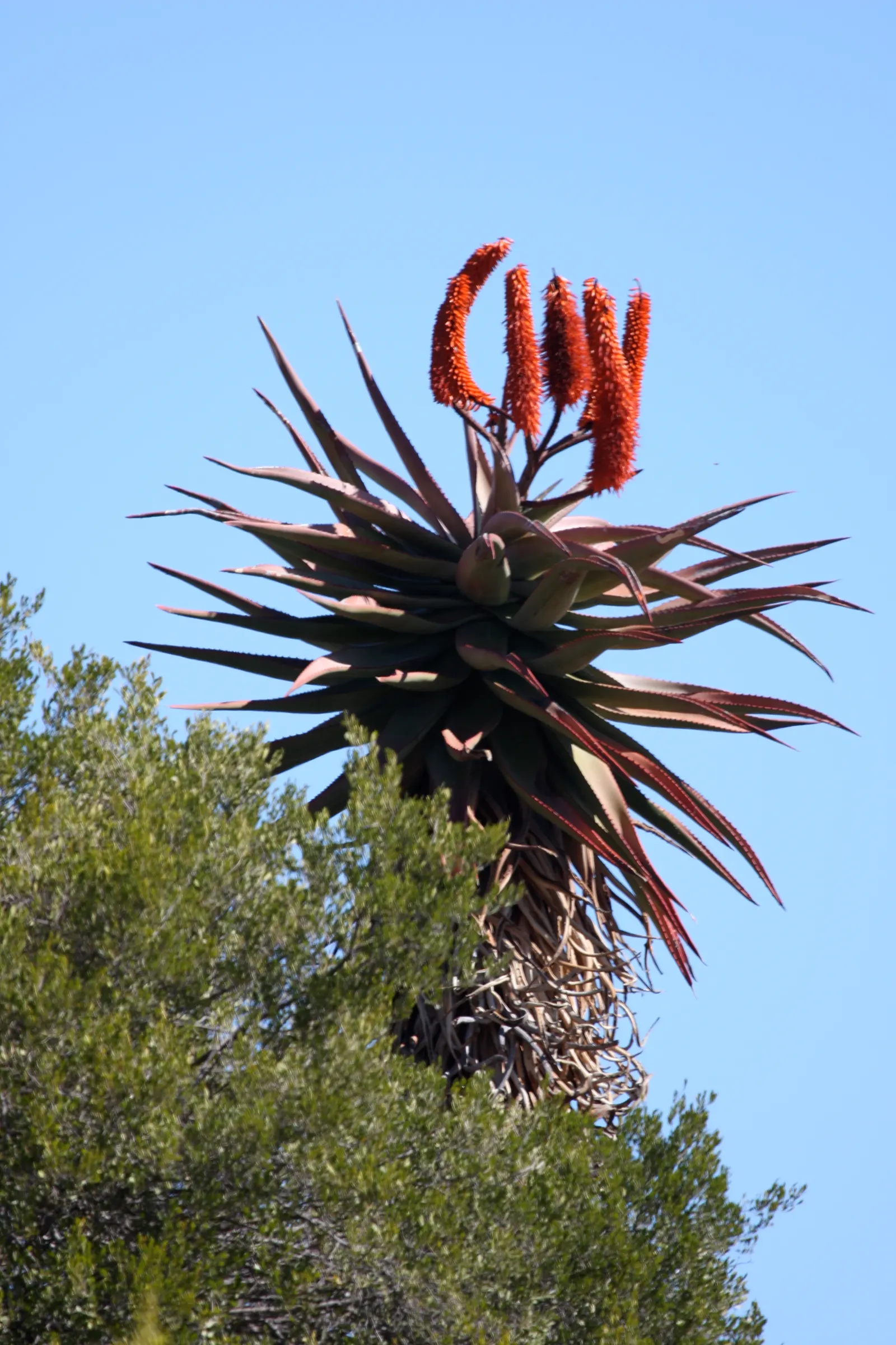 Bitter Aloe, Red Aloe (Aloe Ferox) — Aloe ferox, commonly known as Bitter or Red Aloe, is a striking succulent standing up to 10 feet tall; ideal for adding