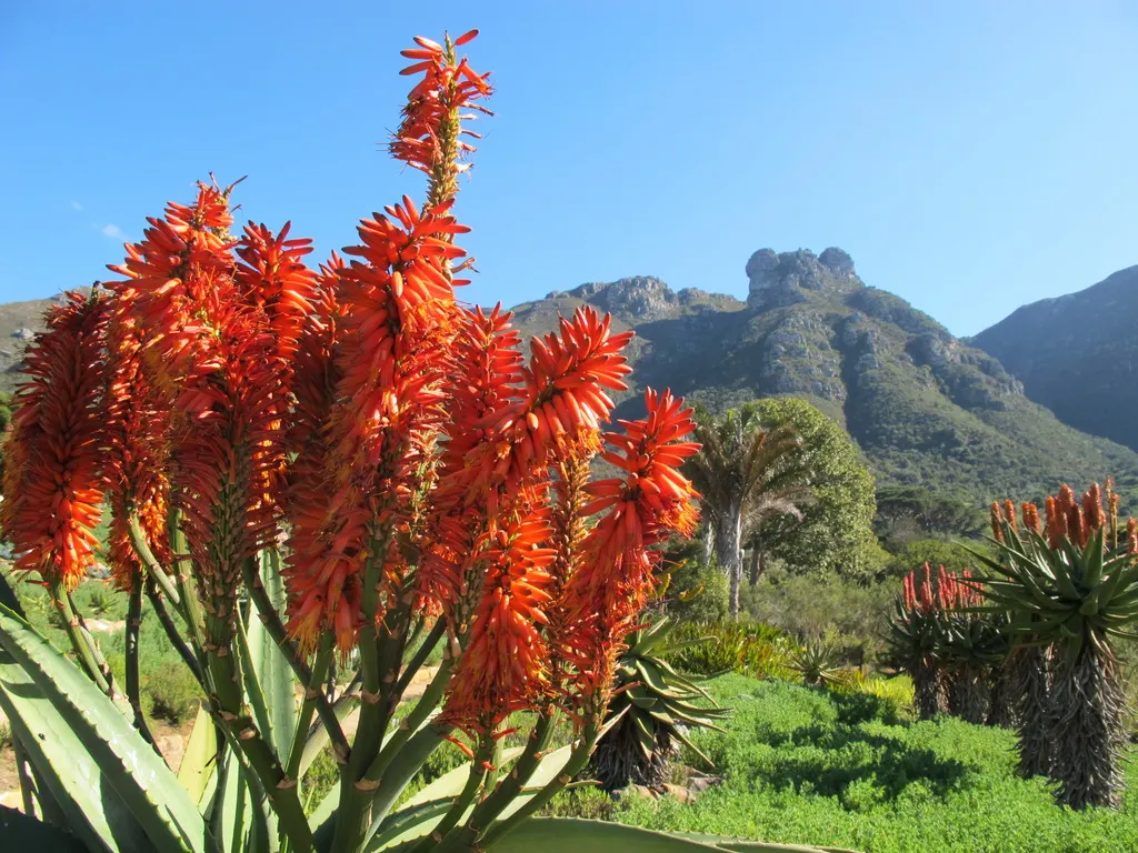 Bitter Aloe, Red Aloe (Aloe Ferox) — When incorporating Bitter Aloe into a landscape design