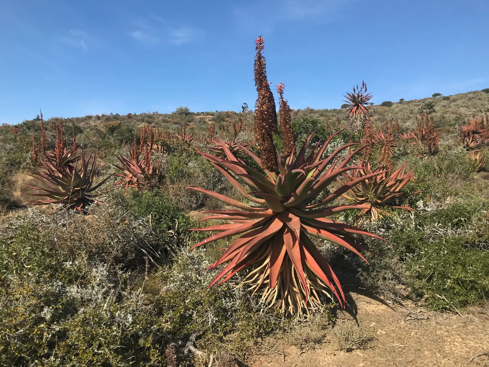 Bitter Aloe, Red Aloe (Aloe Ferox) — and is a striking species known for its medicinal and ornamental value; aloe ferox serves as a resilient