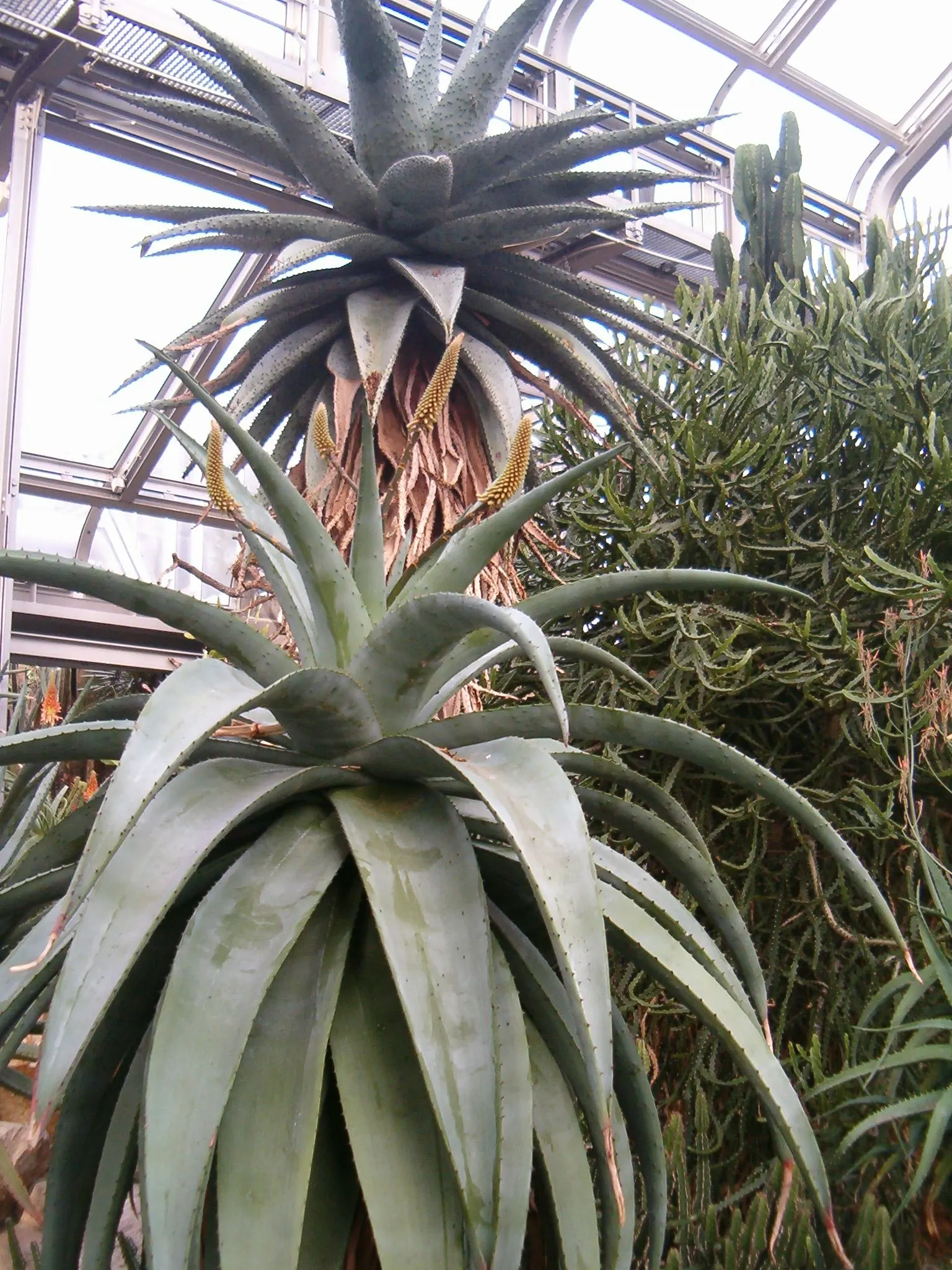 Bitter Aloe, Red Aloe (Aloe Ferox) — The leaves of Aloe ferox are thick and fleshy, arranged in a dense rosette; when incorporating Bitter Aloe, image 60