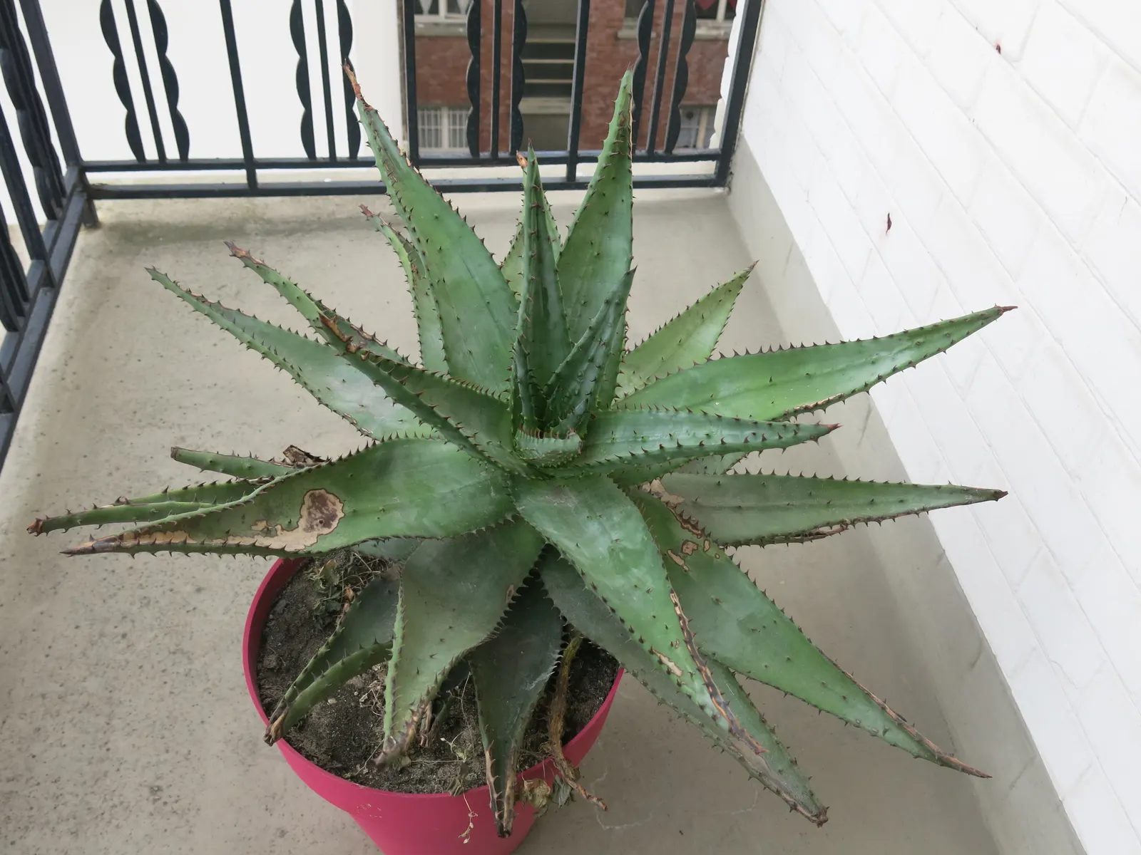 Bitter Aloe, Red Aloe (Aloe Ferox) — orange and red flowers in the garden