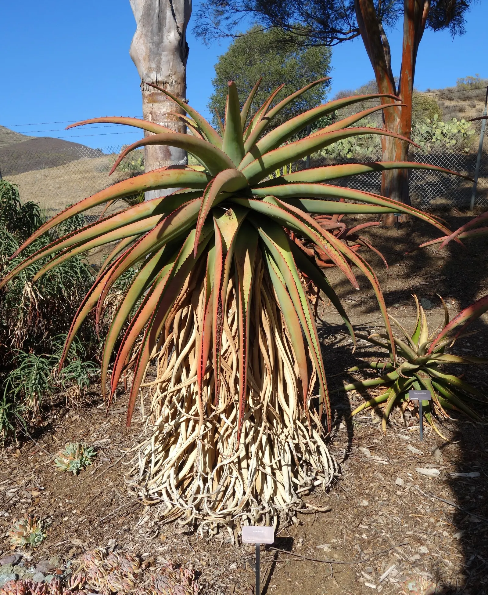 Bitter Aloe, Red Aloe (Aloe Ferox) — They feature reddish-brown spines along the margins and sometimes on the leaf surfaces; succulent with orange and red