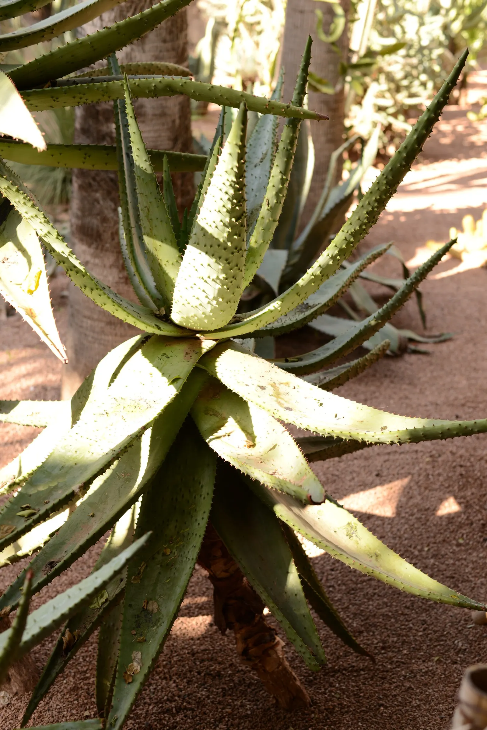 Bitter Aloe, Red Aloe (Aloe Ferox) — candelabra-like bloom spike reaching over 3 feet tall; they feature reddish-brown spines along the margins and sometimes