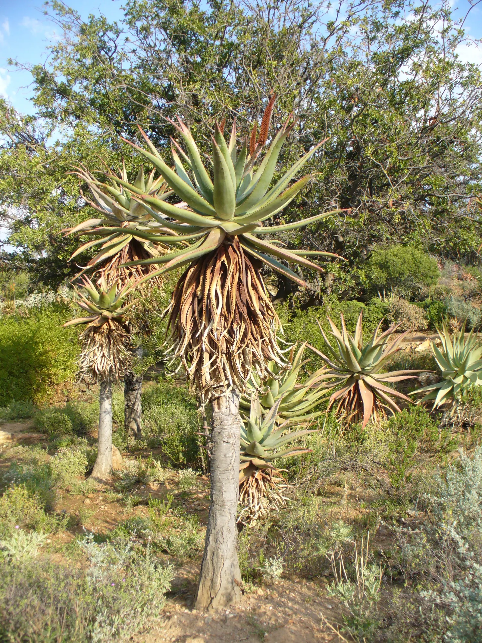 Bitter Aloe, Red Aloe (Aloe Ferox) — consider its growth potential and ensure ample space for its mature size; orange and red flowers in the garden